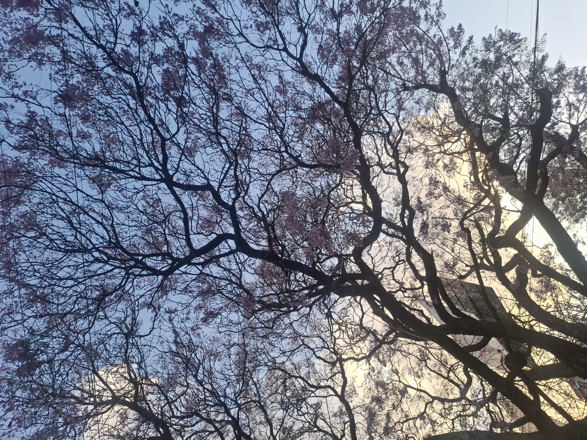 The image captures a view looking up into the canopy of trees with delicate pink blossoms. The trees are silhouetted against a sky that transitions from a pale blue to a golden, sunlit area. The intertwining branches create intricate patterns. The trees are in Naucalpan de Juárez, Mexico.