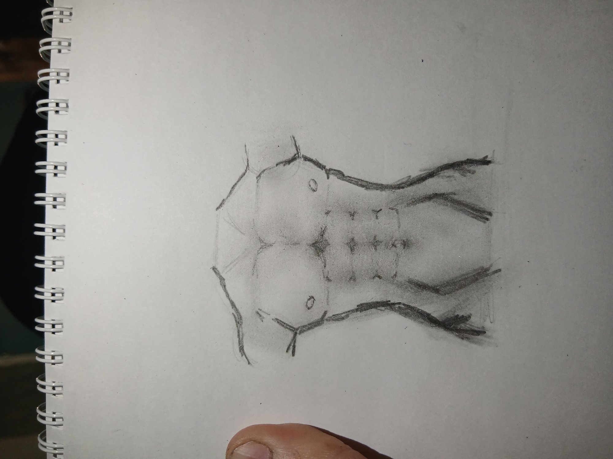 The image depicts a sketch of a human torso, focusing on the abdominal muscles. The drawing is in pencil on a white, spiral-bound notebook. The abdominal muscles are defined with shading, and the outline is visible. The context suggests a drawing exercise or study.