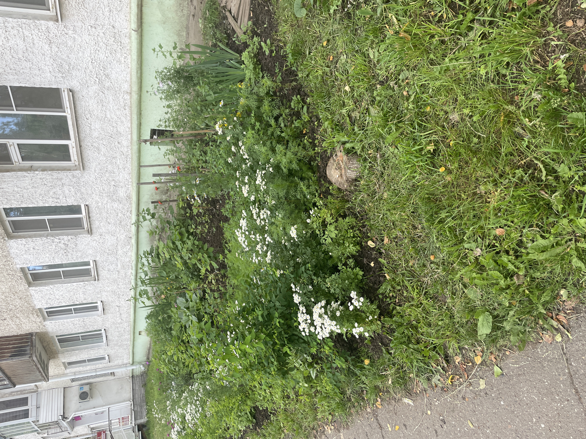 An outdoor, eye-level, medium shot shows a small garden bed situated against the foundation of a plain, multi-story building. The building's facade is textured white plaster with a light green painted base. Multiple rectangular windows with white frames are visible along the building's wall. The garden bed is densely planted with a variety of green leafy plants and small white flowers, with a few scattered yellow flowers and some taller, spiky green plants towards the right. A weathered tree stump is visible in the foreground of the garden bed, partially obscured by grass. To the left of the garden bed is a paved sidewalk or pathway. The overall environment appears to be an urban setting in Chaikovsky, Russia, likely in front of a residential building.