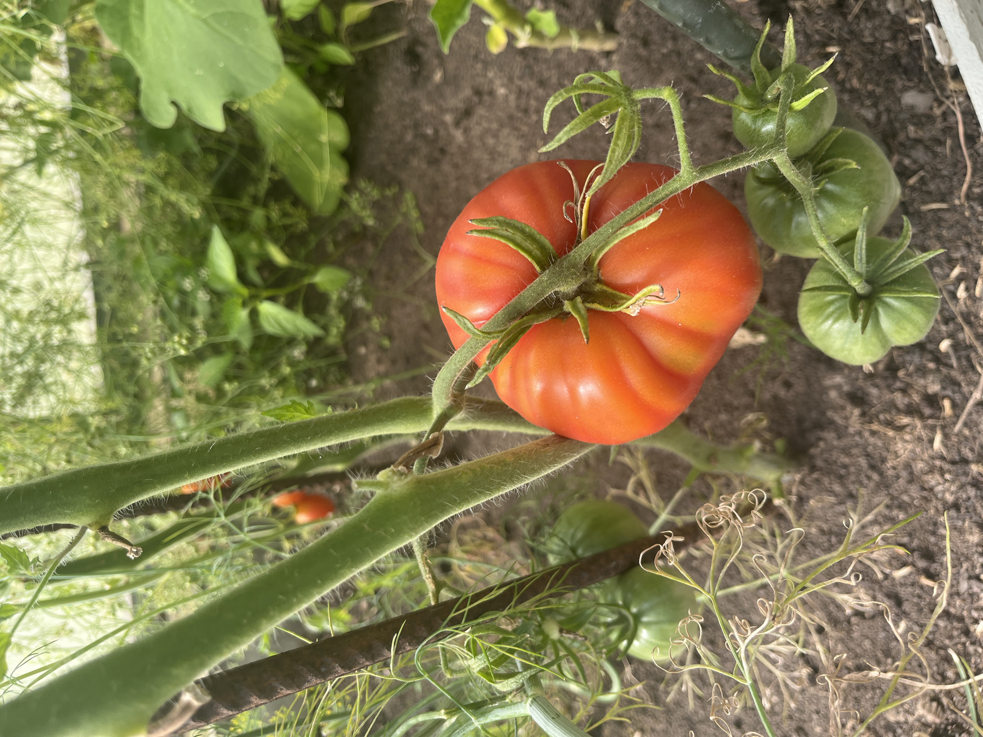 An overhead, slightly angled, close-up shot captures a ripe, red tomato plant in a garden. The prominent tomato, a vibrant red with visible ridges, is the central focus, with its stem and green leaves extending from it. To the left and below, several unripe green tomatoes are visible, along with the fuzzy green stalks of the tomato plant. Delicate, dried, brown tendrils of dill or a similar herb are scattered in the foreground. The background is blurred, showing more green foliage and the dark soil of the garden bed. The scene appears to be outdoors, likely in a home garden, with no people or discernable human interaction present. The image does not provide any specific context for the city of Vladimirovka, Russia.