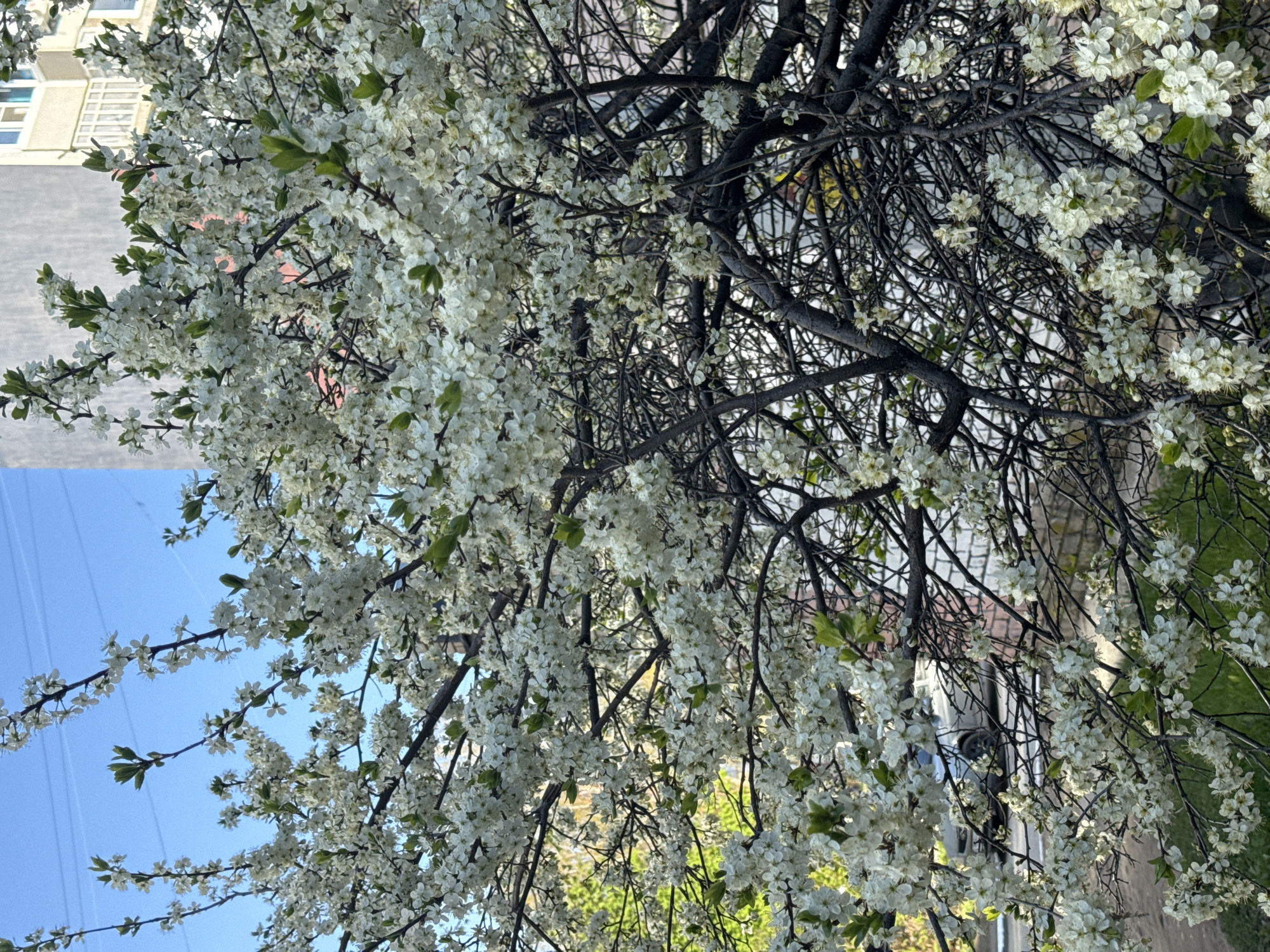 The image captures a tree in full bloom with small white flowers, likely in an urban setting. The branches of the tree are dark and intertwining, covered in clusters of white blossoms. Some new green leaves are visible amidst the flowers. In the background, there is a building with windows, suggesting the location is in a city. A clear blue sky is also visible in the lower left corner of the image.