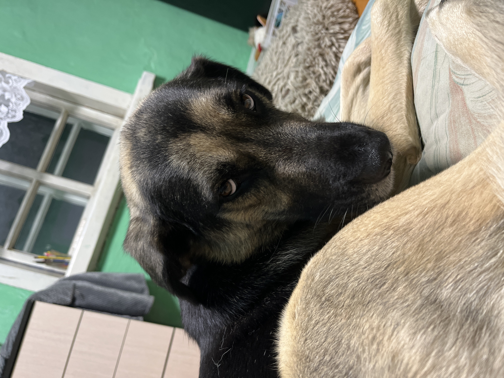 The image shows a close-up of a dog's face, with its head resting on its paws. The dog has dark brown and tan fur, with dark markings around its eyes and muzzle. Its eyes are open and looking directly at the camera. The dog is lying on a bed with a striped comforter. In the background, a green wall is visible, with a window and a chest of drawers. There are also some items on the windowsill, including pencils. The overall impression is of a domestic setting. The city of Nizhny Tagil, Russia, is not identifiable from the image.