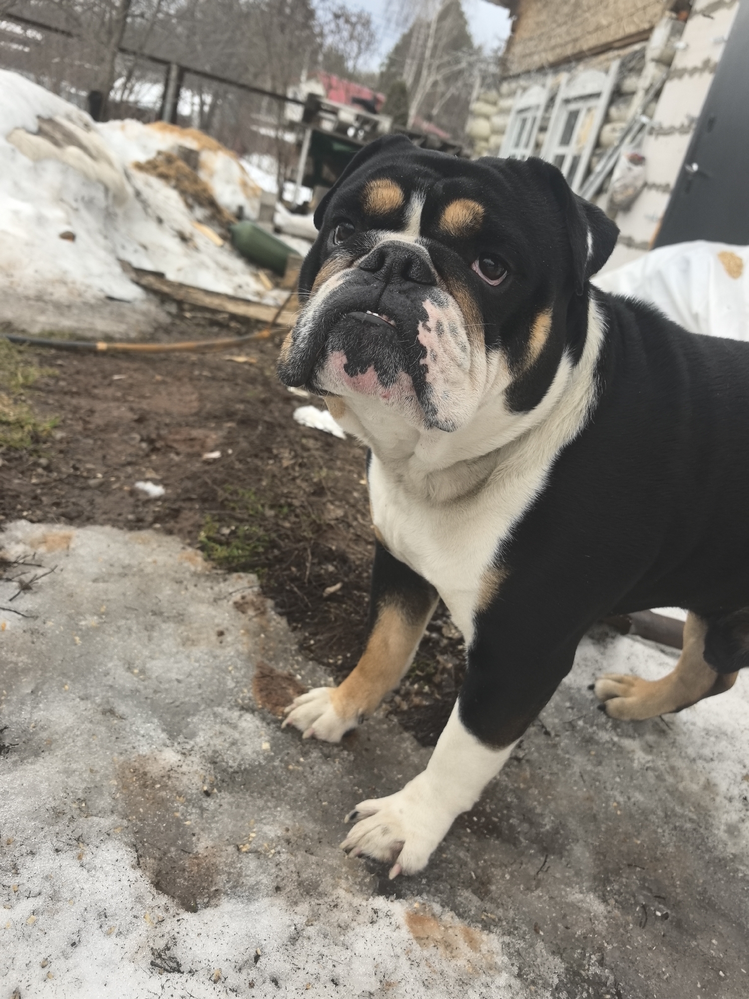The image displays a tricolor bulldog, predominantly black with a white chest and tan markings on its face and legs, standing on partially snow-covered and muddy ground. The dog is positioned slightly off-center to the right, looking upwards and to the left with its mouth slightly agape, revealing some teeth. The foreground consists of dirty, melting snow interspersed with patches of exposed dirt and sparse green vegetation. In the background to the left, a large, uneven mound of melting snow mixed with brown organic debris and wood is present. A dark hose or pipe lies across the muddy ground. To the right of the background, a building with a textured, light-colored wall is visible, along with multiple stacked or leaning wooden window frames and a dark-colored door or panel. Bare trees are discernible in the distant background under an overcast sky. This scene is located in the city of Noviy, Russia.