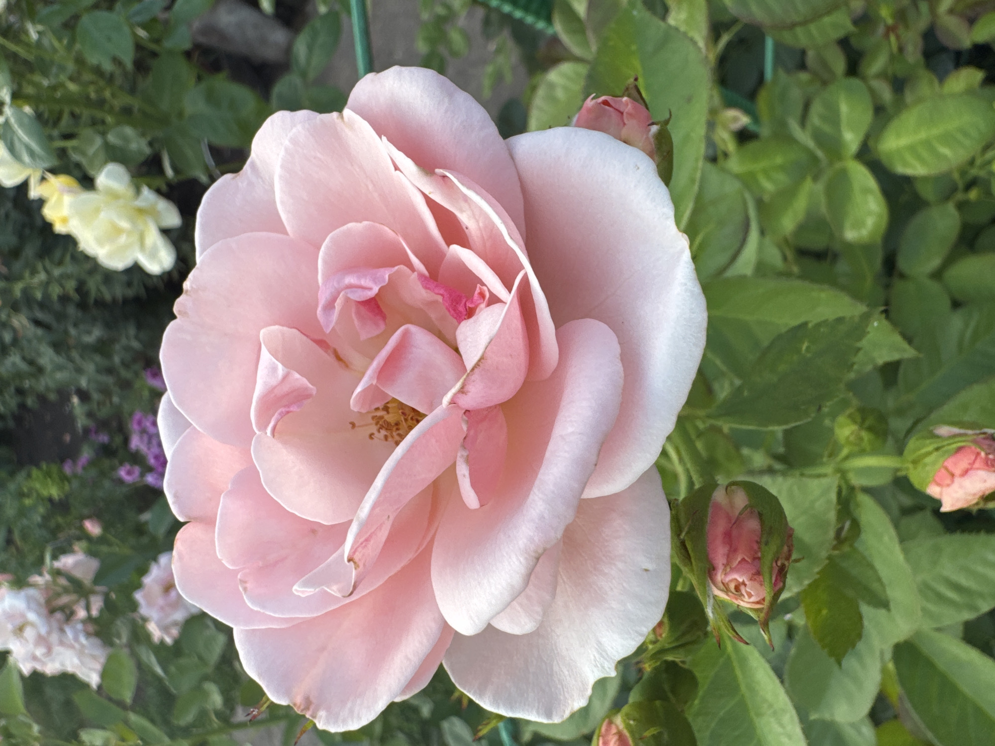 A close-up, eye-level shot features a large, fully bloomed light pink rose with delicate petals. The rose is positioned slightly off-center to the right, with its stamen and pistils visible in the center. Several unopened pink rosebuds are clustered at the bottom of the frame. Lush green leaves and other flowers, including pale pink and yellow varieties, fill the background. The scene is set in a garden within Rannii Rassvet, Russia.