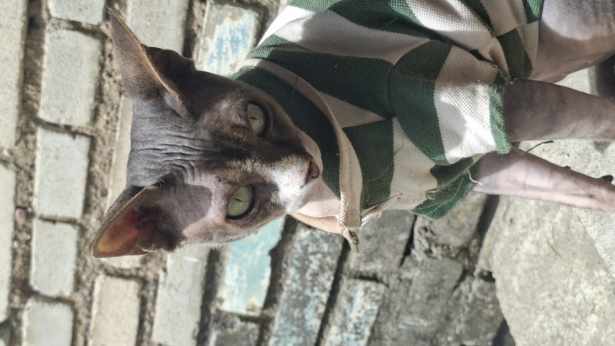 The image is an outdoor, eye-level medium shot of a hairless cat, likely a Sphynx breed, wearing a green and white striped sweater. The cat is facing left and looking forward with its striking green eyes. Its head is tilted, revealing its wrinkled skin and large ears. The sweater appears to be made of a knitted material and has a slightly worn or loose fit around the neck.
The background consists of rough, light-colored textured ground, possibly cobblestone or rough concrete, with some areas of lighter, possibly painted, stone interspersed. The lighting suggests it is daytime, with sunlight casting shadows. The overall impression is of an informal setting, possibly a backyard or patio, in a rural or semi-rural location given the textured ground and rough wall elements. The cat's expression is alert and curious. No text is visible in the image. The image is oriented in a portrait format, with the cat's head positioned in the upper left quadrant.