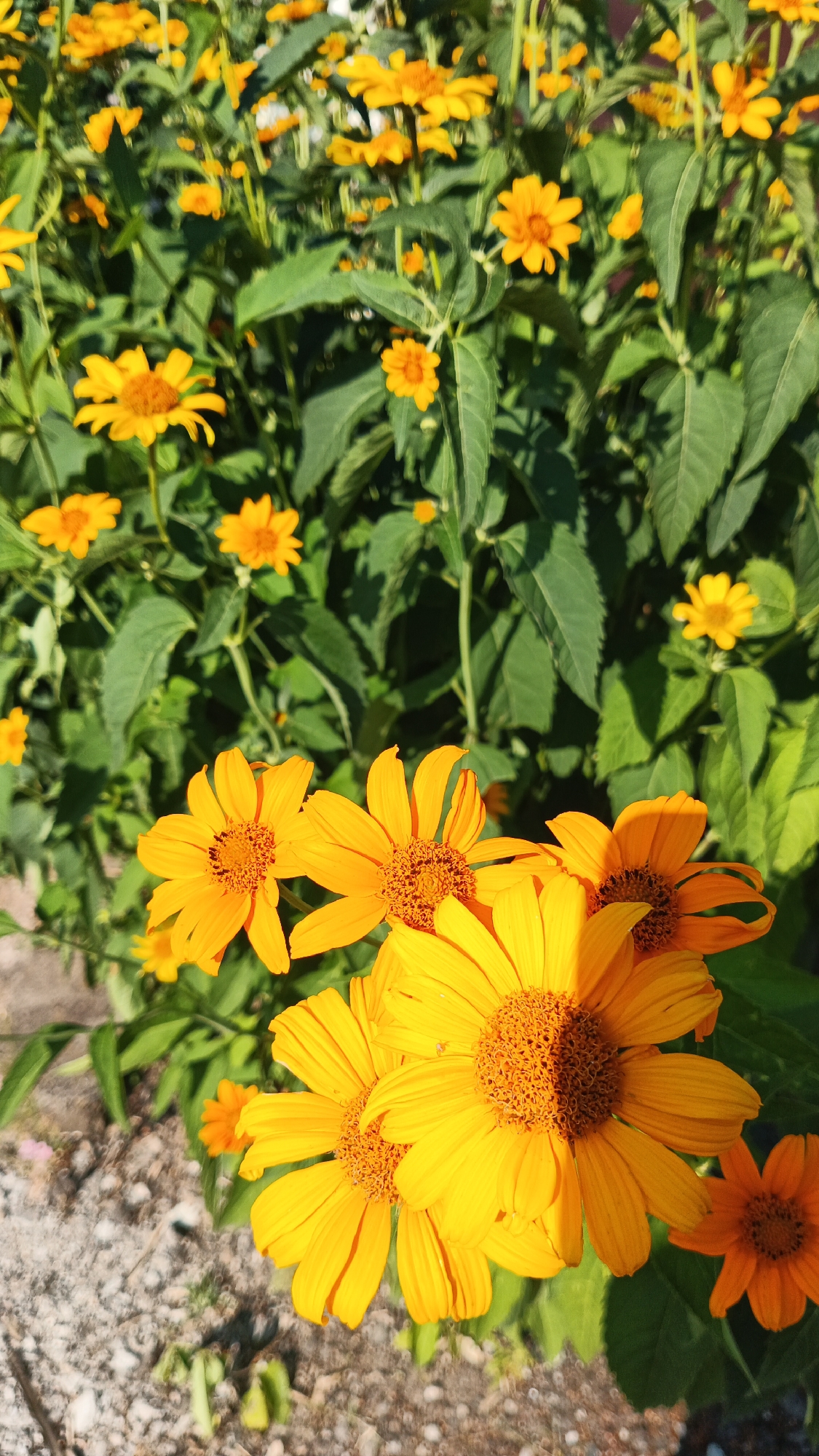 The image shows a close-up view of several bright yellow flowers with dark brown centers, set against a backdrop of green foliage and some dry, light-colored ground cover. The flowers appear to be a variety of coneflowers or sunflowers. The lighting suggests a sunny day, with shadows visible on the foliage and the ground. The scene is outdoors, likely in a garden or park setting. The specific location within Kryvyi Rih, Ukraine, is not discernible from the visual information alone. There are no people or animals present in the frame. The composition focuses on the vibrant colors and textures of the flowers.