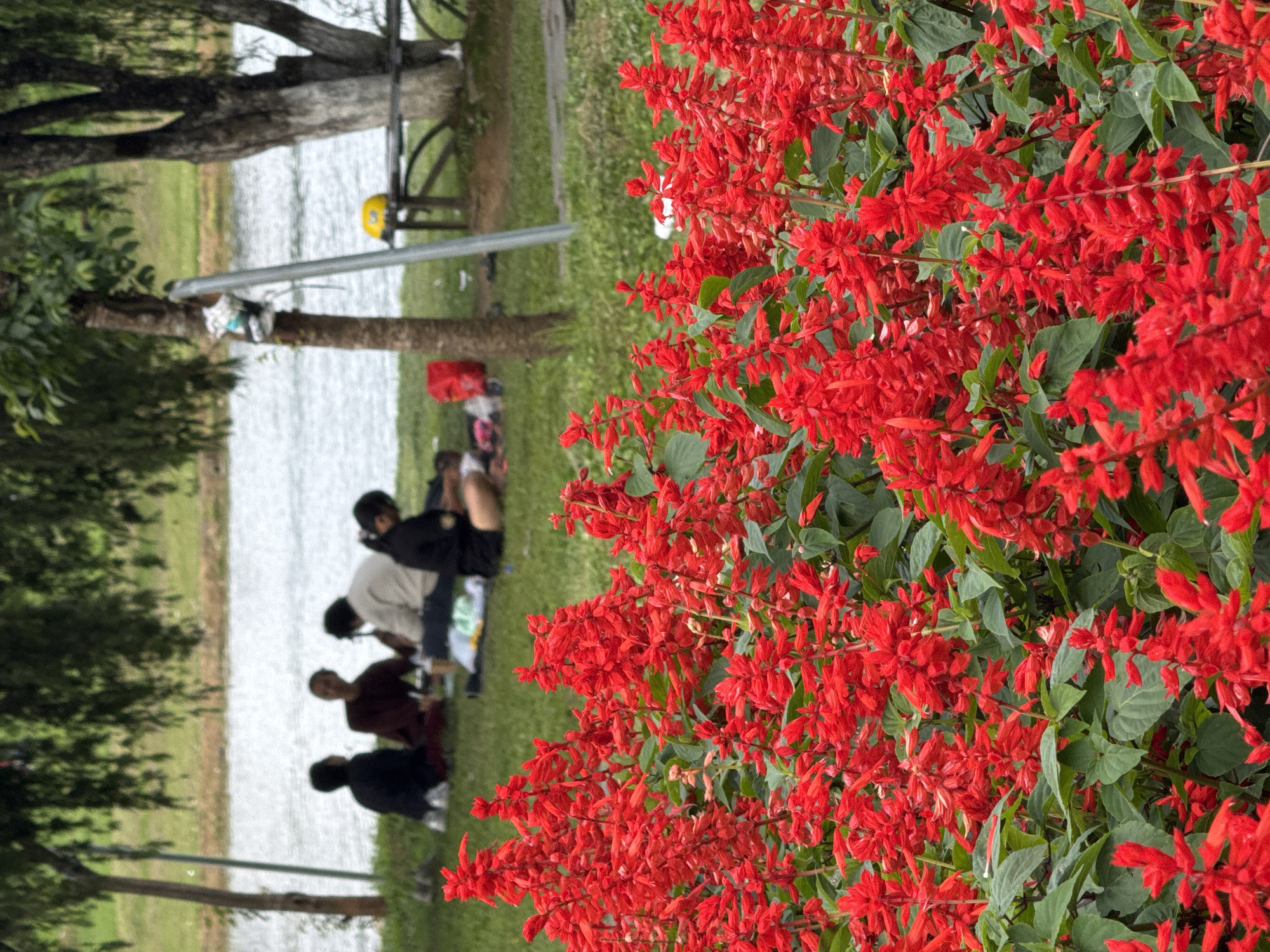 The image shows a group of people picnicking by a body of water, likely a lake or river, surrounded by lush greenery. In the foreground, vibrant red flowers bloom profusely, adding a splash of color to the scene. The people are casually dressed and appear relaxed, suggesting a leisurely outing. Their gathering on the grass, with some sitting on blankets, indicates a picnic or a simple moment of rest.
The setting suggests an outdoor recreational area, possibly a park or a natural landscape. The presence of trees and grass, along with the water, creates a serene environment. The lighting appears to be natural daylight, with no strong shadows, hinting at a time around midday or early afternoon. The weather seems pleasant, conducive to outdoor activities.
One person in the group is wearing a maroon shirt, another a light-colored sweater, and others are in darker clothing. There are also some bags and a red object, possibly a cooler or a bag, placed on the ground.
The image is framed by the blooming red flowers in the right portion, which dominate the foreground. The background is slightly out of focus, emphasizing the flowers and the human activity in the middle ground. The overall mood is peaceful and idyllic, capturing a moment of simple enjoyment in nature. The scene is set in Da Lat, Vietnam, known for its beautiful natural landscapes and pleasant climate.
