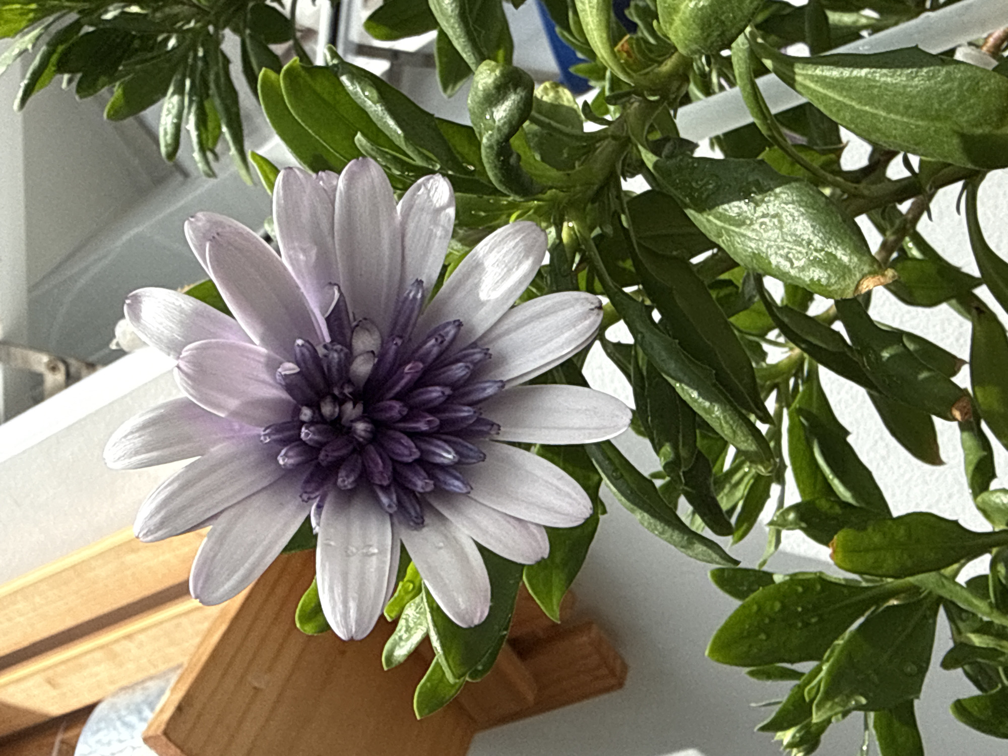 This image depicts a close-up view of a purple and white daisy-like flower with green leaves. The flower is in focus, showcasing its intricate petals and central stamen. The background is slightly blurred, revealing a wooden structure to the left and a white wall or surface behind. The scene appears to be outdoors, possibly a balcony or garden setting, given the presence of the plant and the natural lighting. The image does not provide any specific details about the city of Iquique, Chile, or any people or actions.