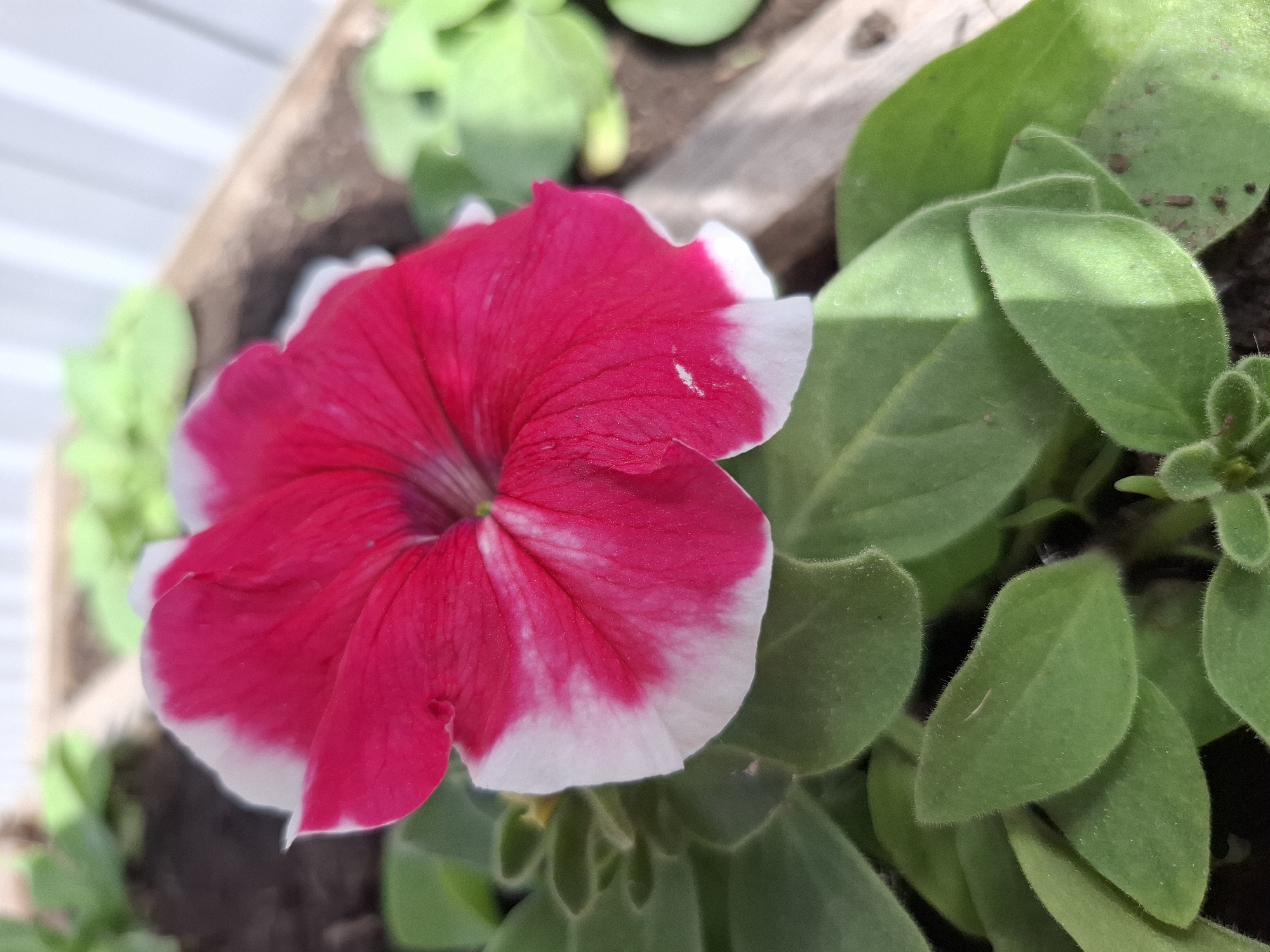 A close-up shot shows a red and white petunia flower blooming in a garden in Амзя, Russia. The flower is in full bloom, with vibrant red petals edged with white. Green leaves surround the flower. The petals appear to have small veins running through them.