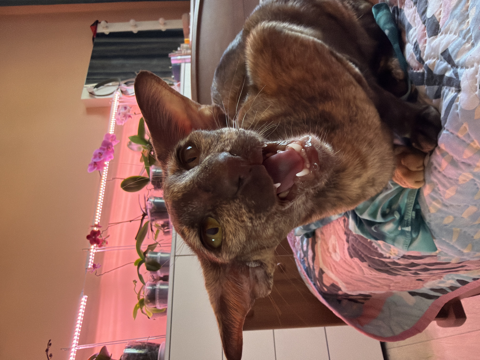 A close-up, slightly tilted image shows a brown Oriental Shorthair cat lying on a patterned quilt. The cat is looking directly at the camera with its mouth open, revealing its teeth and tongue. The background includes a shelf with potted orchids under a pink grow light.