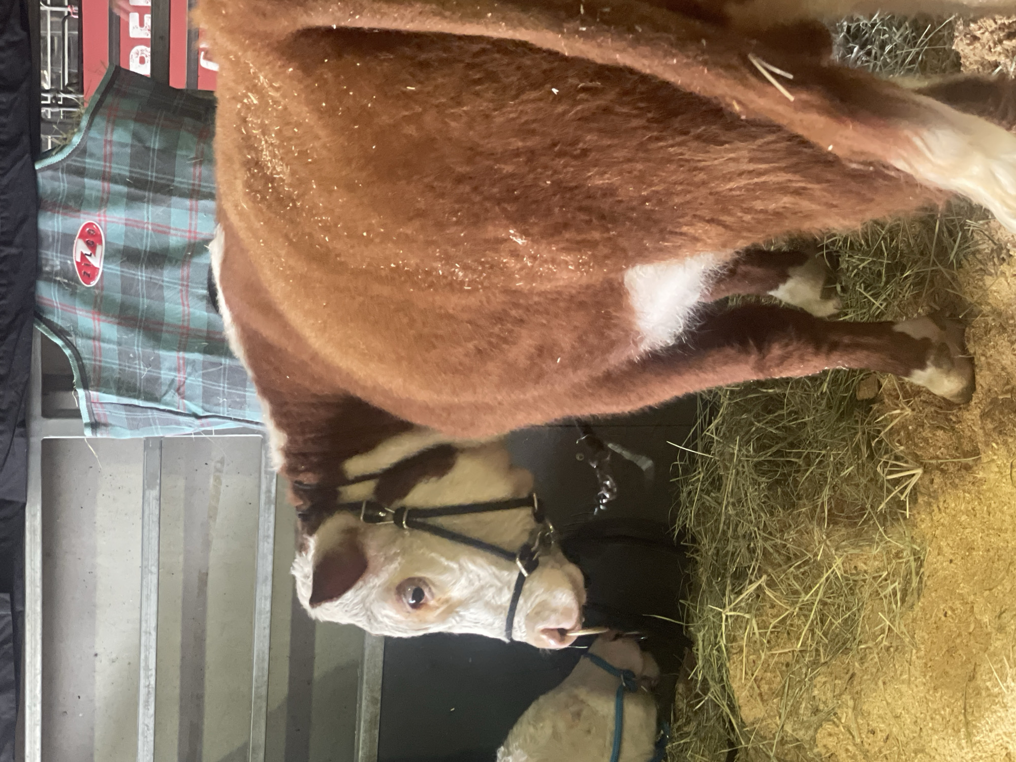 A brown and white cow is standing in a pen with hay and sawdust on the ground. The cow is facing left and its head is lowered. There is another cow behind it. A plaid-patterned blanket is hanging behind the cow. The image appears to have been taken indoors.