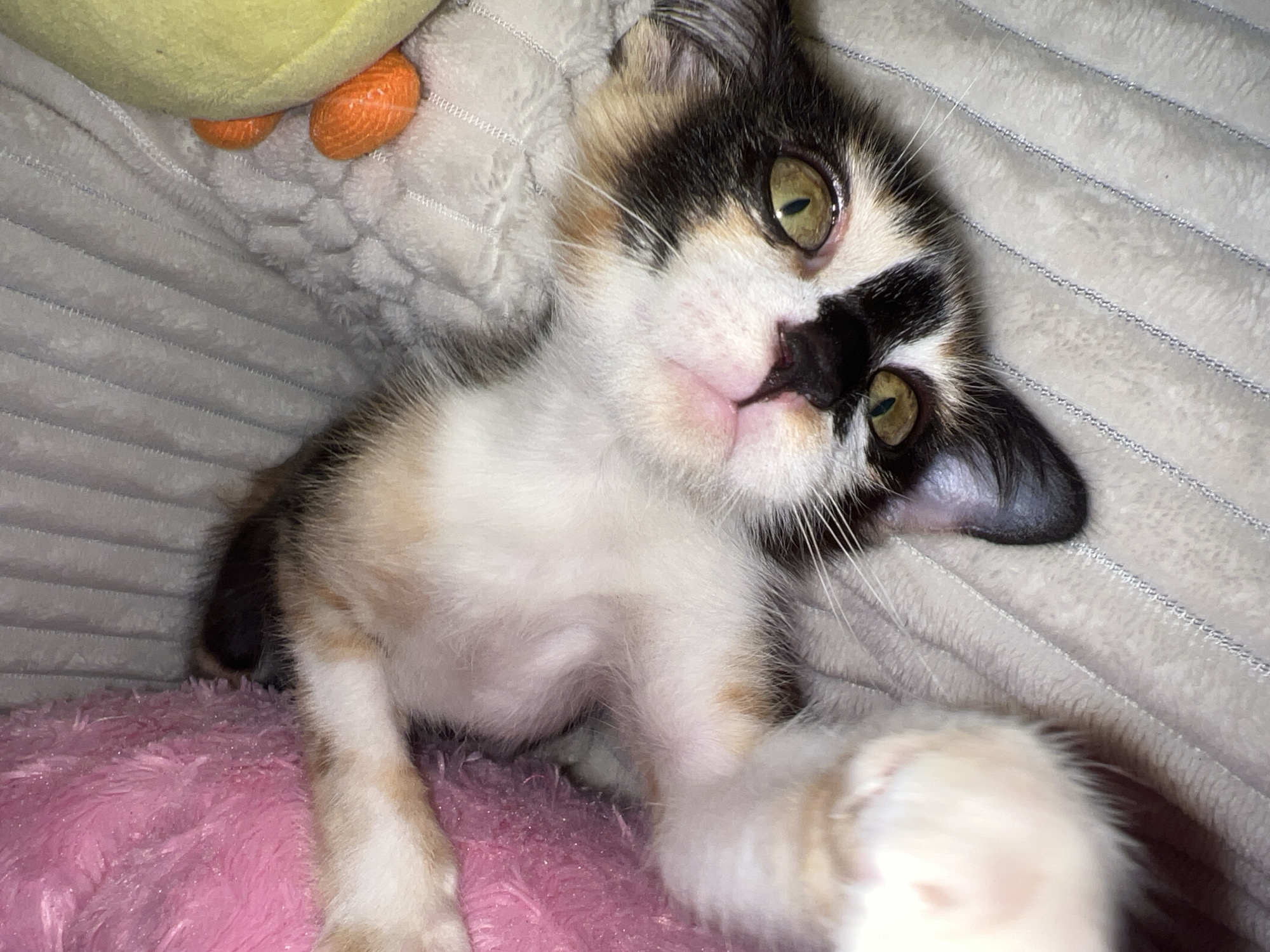 A close-up, high-angle indoor shot features a young calico kitten lying on its back, looking directly at the camera. The kitten has a patchy coat of white, black, and ginger/brown fur, typical of a calico. Its prominent green-yellow eyes with narrow, vertical pupils are wide open, conveying a curious or slightly playful expression. Its small, black nose is visible, and its mouth is slightly parted, showing a hint of pink. One of its ears is slightly bent back.
The kitten is resting on a soft, fluffy pink blanket or cushion, which fills the lower part of the frame. Behind the kitten, and extending into the upper left, is a light grey, textured blanket, possibly fleece or a ribbed material. A yellow plush toy, resembling a duck or chick with two orange feet, is partially visible in the upper left corner, resting on the grey blanket. One of the kitten's white paws is extended forward towards the viewer, suggesting an interactive pose.
No people or visible text are present in the image. The scene depicts a cozy, indoor setting. There are no specific visual cues to indicate the location as Kuta, Indonesia, nor is the time of day discernible from the indoor lighting. The overall impression is one of a sweet and engaging domestic animal.