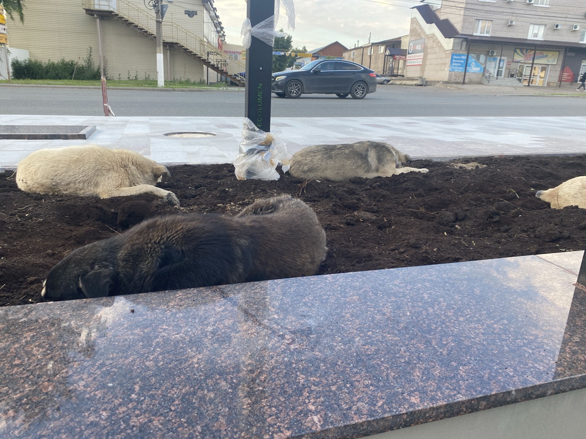 The image captures a street scene in an unknown city. In the foreground, three dogs are resting on a bed of dark soil, which appears to be part of a landscaping project. One dog is light-colored and lying on its side with its head buried in the soil. Next to it, a second dog, gray and white, is also resting in the soil. In the lower foreground, a large black dog is lying down, its head obscured by its body and the soil. In the middle ground, a black car is parked on the street, and behind it, buildings with multiple windows and signs can be seen. The sky is overcast, suggesting a cloudy day. The overall impression is one of urban infrastructure with elements of nature and domesticated animals.
