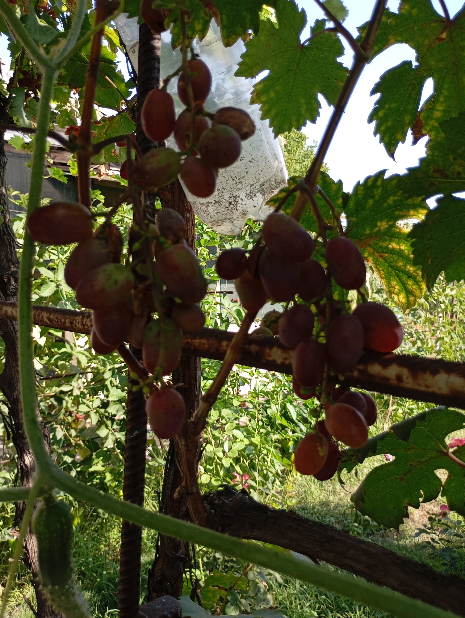 The image shows a close-up view of a grape vine with ripening grapes. The grapes are a reddish-purple color and hang in clusters. The leaves of the vine are green with some yellowing. In the background, there is greenery and a rusty metal structure. There is also a plastic bottle hanging from a branch. The scene appears to be outdoors in a garden or vineyard. The specific location of Horishni Plavni, Ukraine, is not discernible from the visual information alone. There are no people or animals visible in the image. The image is taken in daylight, with sunlight filtering through the leaves.