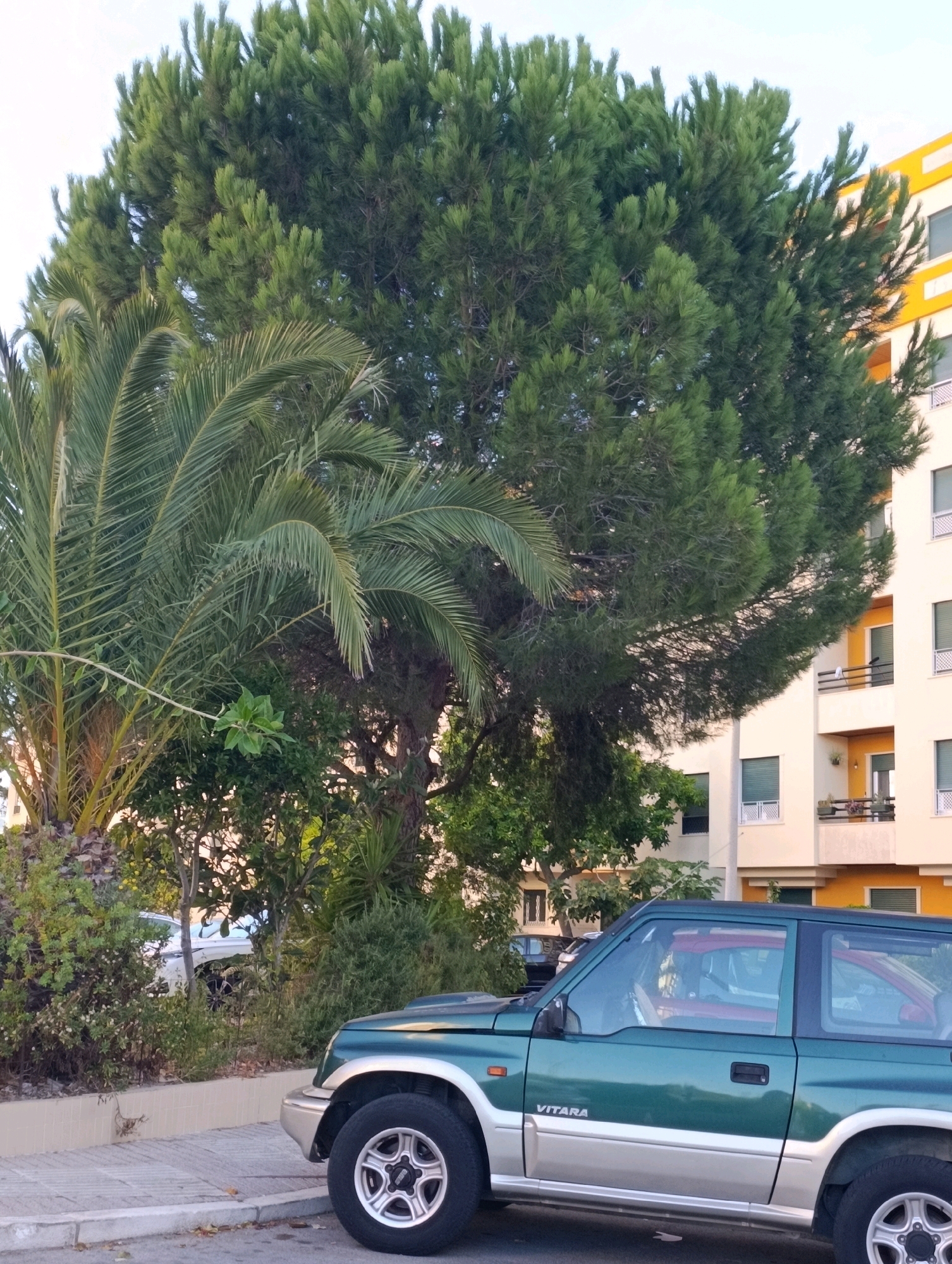 The image depicts a street scene in Setúbal, Portugal. In the foreground, a green two-door SUV, identified by the "VITARA" badge, is parked on the right side of the frame. The SUV is facing left and its front right wheel is clearly visible. Behind the SUV, a sidewalk with patterned paving stones runs along the foreground. To the left of the SUV, various trees and shrubs are densely planted. A tall pine tree with dark green needles dominates the upper middle section of the image, with a palm tree partially visible on the left. Behind the vegetation, a multi-story building with a light-colored facade and yellow accents is visible. Several windows and balconies are present on the building. The sky is overcast and light-colored. No people are visible in the scene.