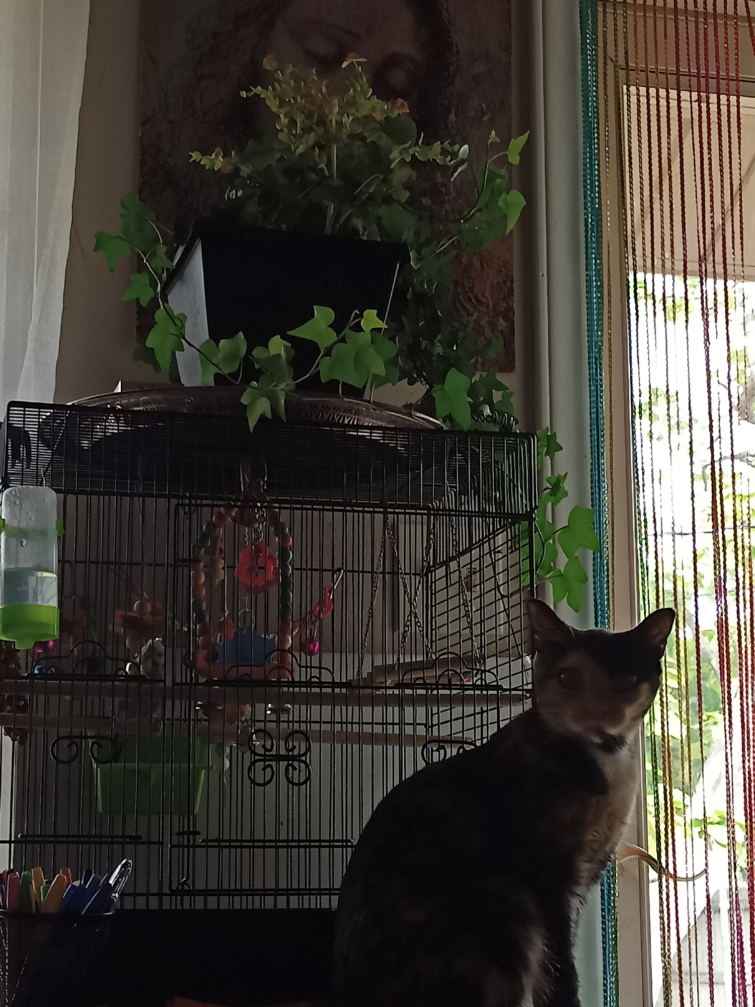 This is a full-frame, eye-level, indoor photograph taken at a close to medium distance. The scene features a tortoishell cat sitting in front of a bird cage, with a plant and a beaded curtain visible in the background. The cat, positioned in the lower right quadrant, is partially obscured by shadow, but its face and front paws are clearly visible. The bird cage, an object that occupies the central and left portions of the image, is a dark metal structure containing toys and a water dispenser. Above the cage, a potted plant with green leaves is present, and behind it, a tapestry or painting with a face is hanging. A beaded curtain, composed of multi-colored beads, hangs on the right side of the frame, partially obscuring a window. The lighting is dim, with shadows cast across the scene, particularly on the cat. No people are present in the image. The location is not specified.