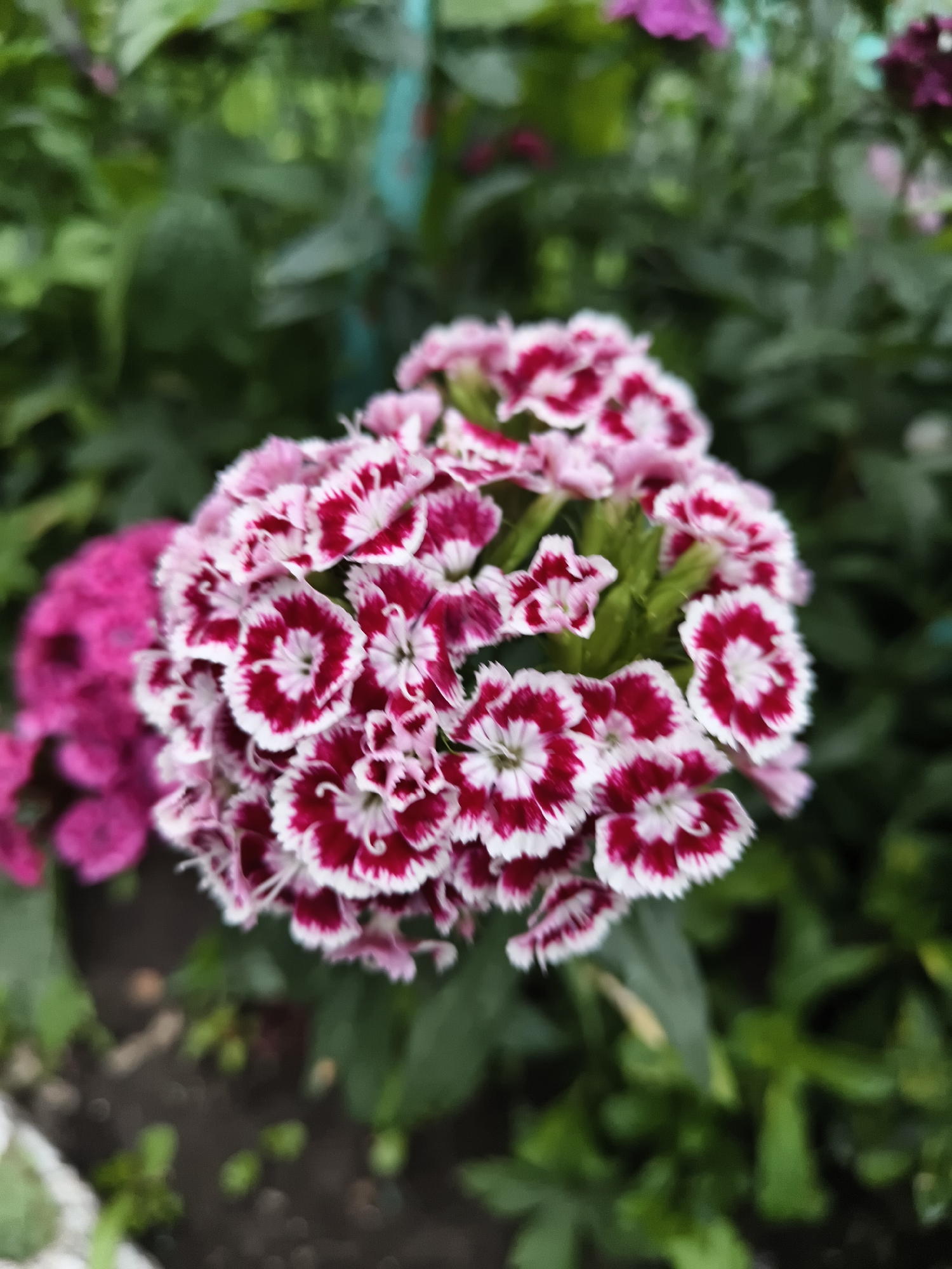 A close-up, slightly out-of-focus shot showcases a cluster of pink and white dianthus flowers in a garden. The flowers have serrated petals with a deep pink to burgundy border and white centers. To the left, a blur of bright pink flowers, likely from the same plant or a neighboring one, adds a vibrant contrast. The background consists of green foliage and dark soil, suggesting an outdoor setting. The scene is static and devoid of human activity.
