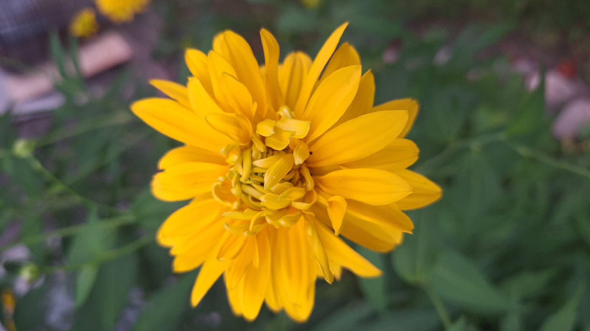 A bright yellow, double-petaled flower is in sharp focus against a blurred green background. The flower has many layers of petals, with the inner petals appearing more tightly clustered and ruffled than the outer ones. The background consists of out-of-focus foliage and some lighter colored elements that could be parts of other plants or structures. No specific location in the city of Unknown, Latvia is identifiable from the image. There are no people or discernible actions taking place.