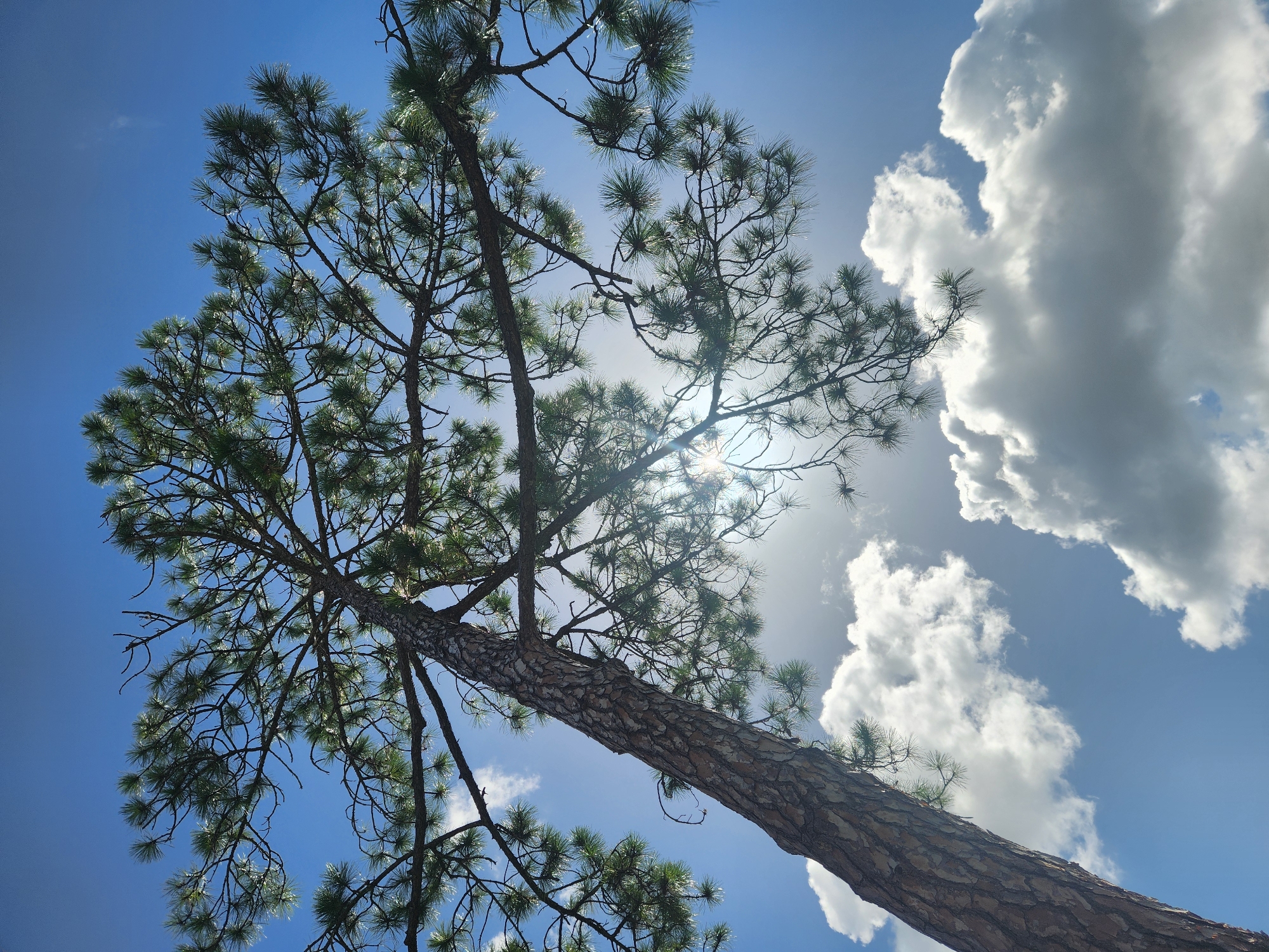 This is a low-angle shot of a tall pine tree against a bright blue sky with scattered white clouds. The sun is partially obscured by the tree's branches and foliage, creating a lens flare effect. The bark of the tree is rough and textured. The image appears to have been taken outdoors, likely in a natural or park-like setting, possibly in Altamonte Springs, United States of America, given the context. There are no people or any specific objects visible other than the tree and clouds.