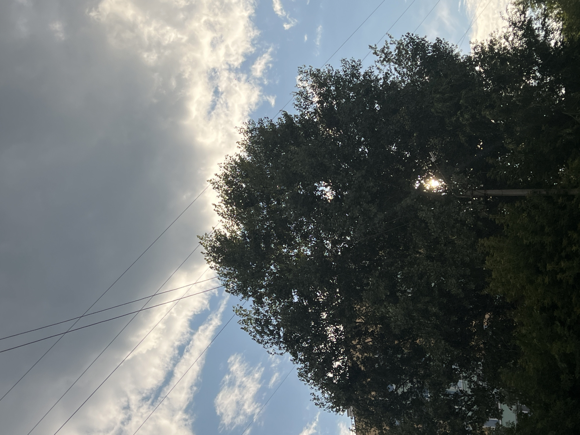 The image captures a view of the sky and a large, leafy tree, likely taken from a ground-level perspective in Ulyanovsk, Russia. Multiple power lines crisscross the upper portion of the frame against a backdrop of dynamic clouds. A large, dark green tree dominates the center and right side of the image, its dense foliage silhouetted against the sky. Sunlight is visible filtering through gaps in the tree canopy, creating bright highlights. A light pole or utility pole is partially visible on the left side of the tree. In the lower left corner, the upper floors of a building with light-colored walls are visible behind the tree's lower branches. The overall impression is an urban landscape scene with natural elements.