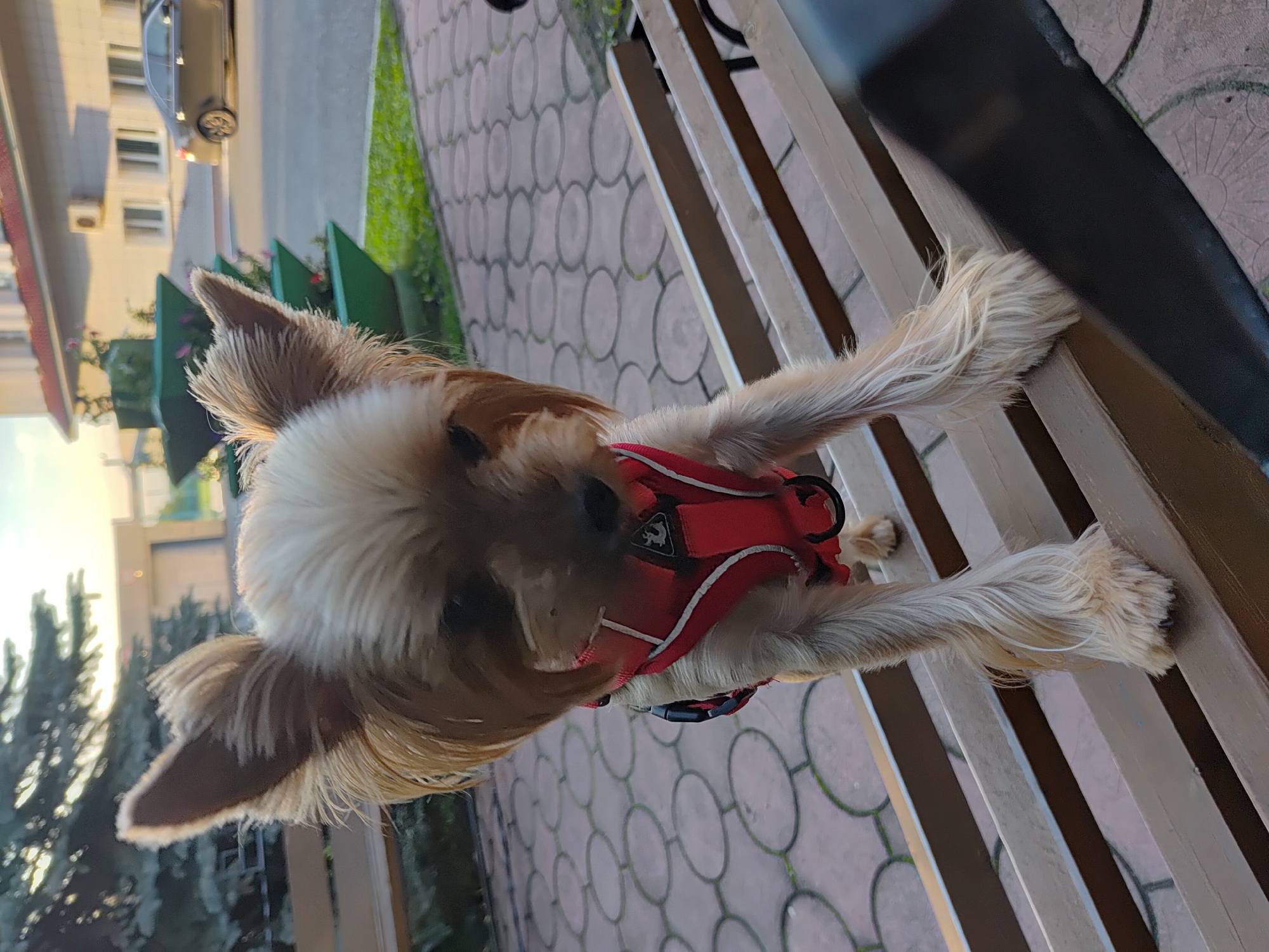 A small, fluffy dog, likely a Yorkshire Terrier or similar breed, is the central subject of this image. The dog is wearing a bright red harness with white trim. It is positioned on a wooden bench, with its body mostly in frame and its head tilted slightly upwards, looking towards the camera. The dog's fur is a mix of light brown and blonde, with long, shaggy hair around its face and ears. Its front paws are resting on the bench, and one of its hind legs is also visible.
The setting appears to be outdoors, with a patterned pavement visible beneath the bench, suggesting a public space like a park or sidewalk. In the background, there are glimpses of green foliage and trees, some of which are silhouetted against what appears to be a bright, possibly setting or rising sun, indicated by the warm, golden light. Further in the background, a building with multiple windows and an air conditioning unit is visible, along with a car driving on a road.
The overall mood is casual and perhaps playful, as the dog seems alert and engaged with the person taking the photo. The lighting suggests it might be late afternoon or early morning. There is no visible text in the image. The scene is reminiscent of a typical urban or suburban environment.