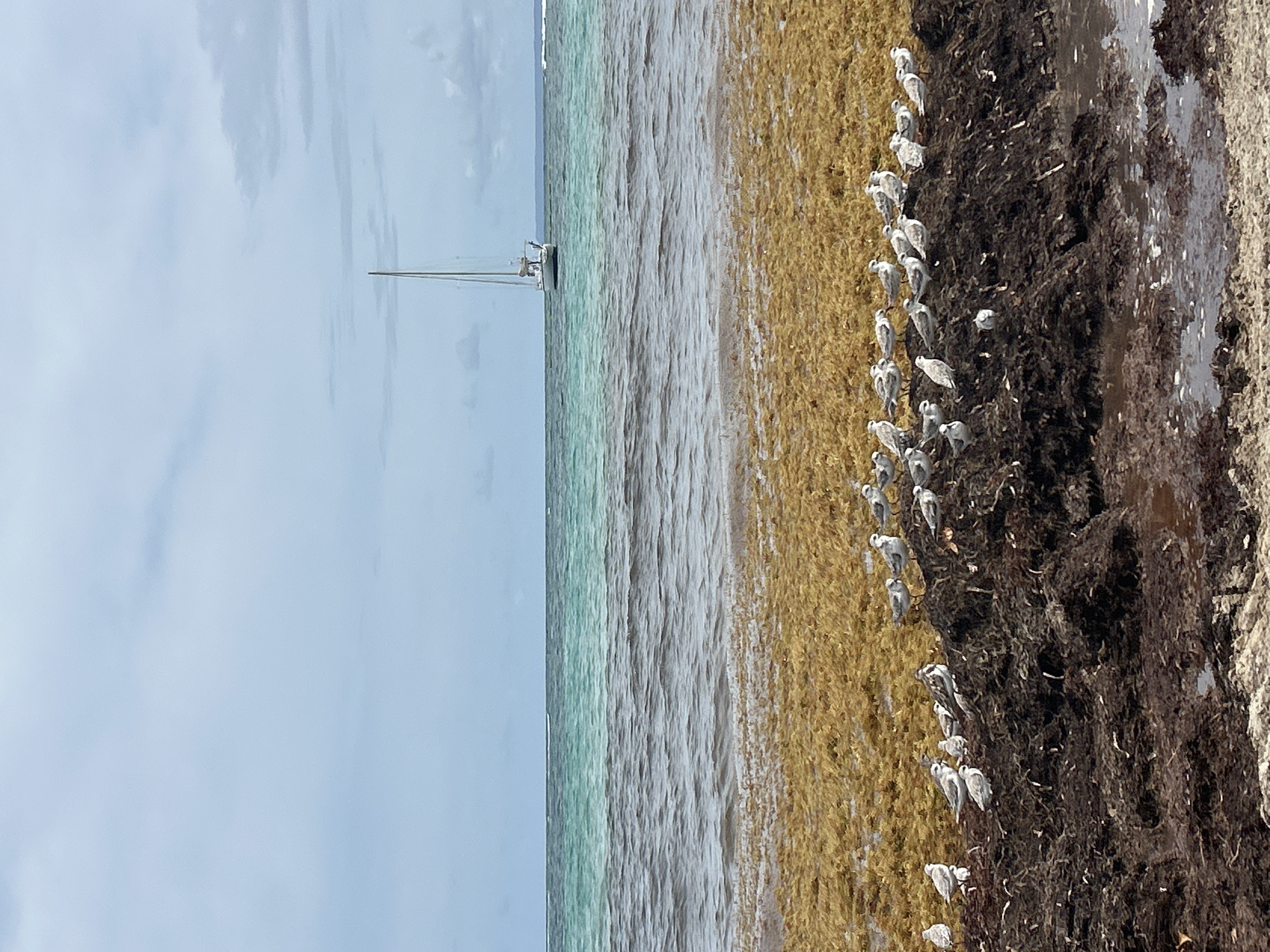 The image depicts a coastal scene, likely near Sainte-Anne, France, though precise location details are absent. A sailboat is visible on the water near the horizon. The shoreline is heavily laden with sargassum seaweed, transitioning from a lighter yellowish-brown to a darker, almost black mass. A flock of gulls is congregated along the seaweed line. The sky is overcast.