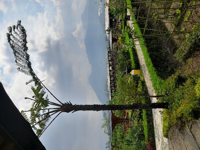 The image shows a view from a patio looking out towards a garden. A large fern tree stands in the foreground, with its branches extending towards the right side of the image. The garden is filled with lush greenery and hedges, and there are small trees and a wooden trellis in the middle. A stone path runs through the garden, leading towards a mountain range in the distance. The sky is cloudy, but the mountains are visible. The scene is peaceful and serene. The location of the image is in Kecamatan Pujon, Indonesia, based on the provided coordinates (latitude: -7.854, longitude: 112.454).