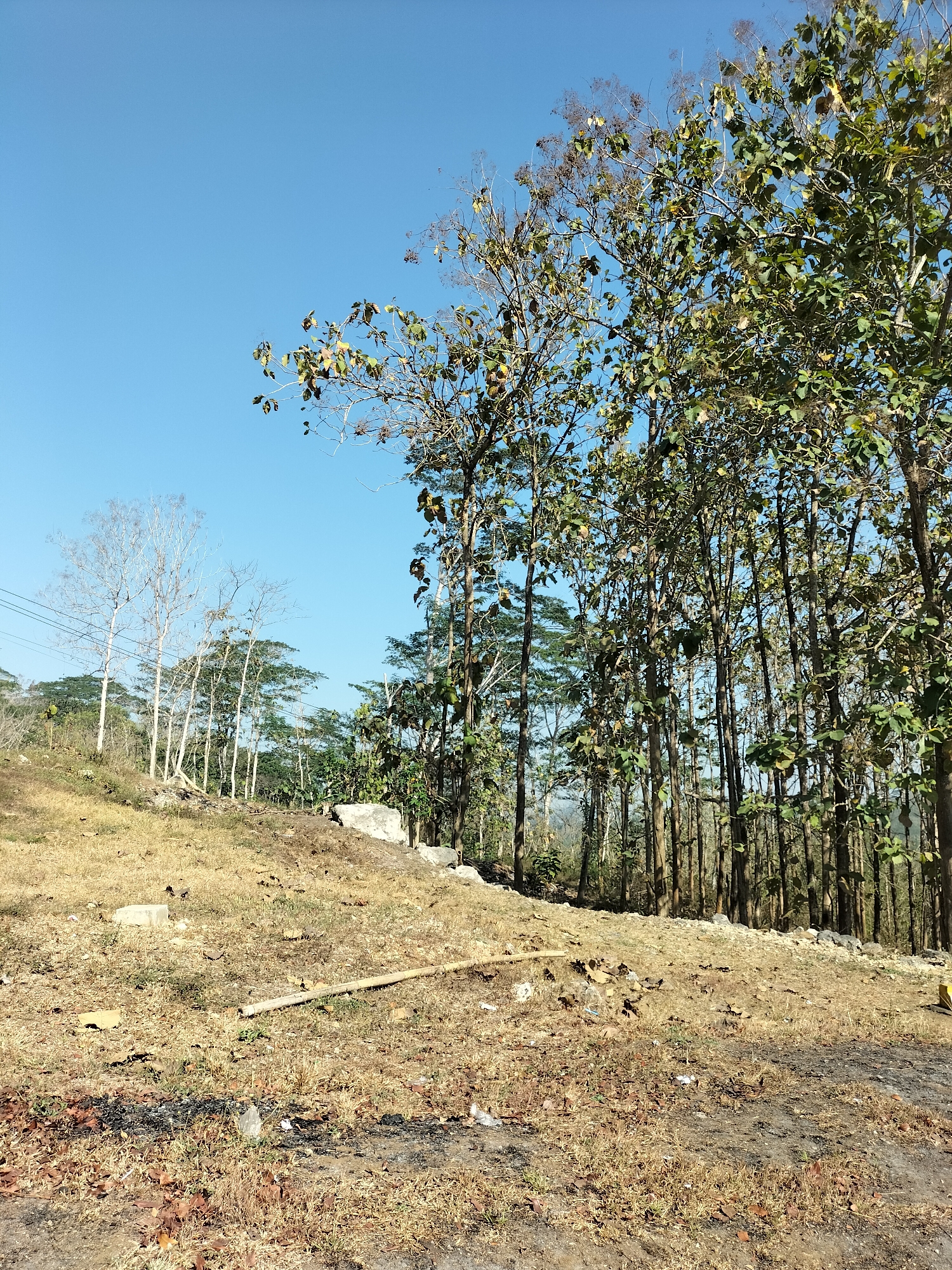 The image depicts a dry, grassy hillside under a clear blue sky in Sumberpucung, Indonesia. A cluster of tall, slender trees with sparse green leaves occupies the right side of the frame, their trunks forming a dense vertical pattern. To the left, several leafless, pale trees stand out against the backdrop of green foliage further in the distance. The foreground is covered in dry, golden-brown grass, scattered with a few rocks and a piece of bamboo or wood lying horizontally. There are no people or animals visible in the scene. The overall environment suggests a warm, dry climate.