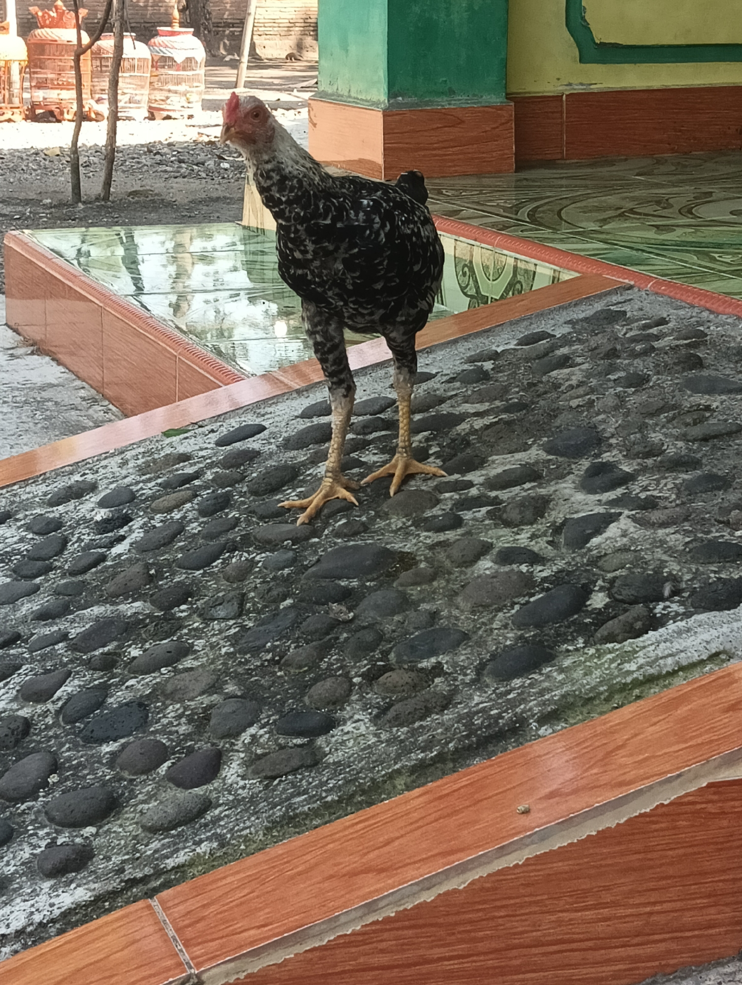 A black and white hen stands on a sloped surface paved with dark, rounded stones and concrete. The hen is facing left, with its head turned towards the viewer. Its plumage is predominantly black with white speckles, and it has a red comb and wattle. The hen's legs are yellow. In the background, a tiled floor with a green and yellow pattern is visible, along with a pool of water. To the left of the hen, there are several bird cages and some trees. The overall scene suggests an outdoor setting, possibly a yard or courtyard, in a tropical environment. The location is specified as Tanggan, Indonesia.