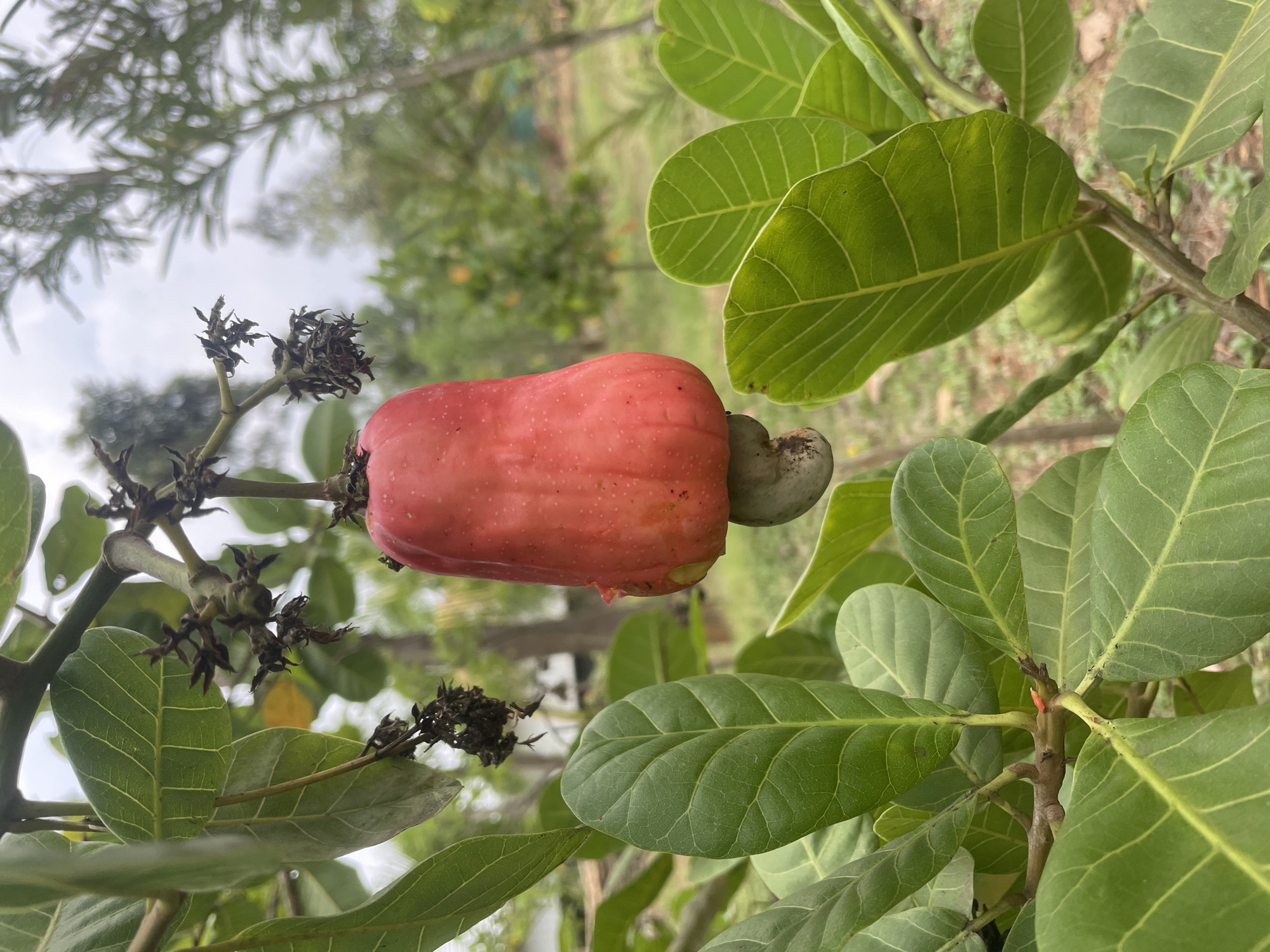 The image provides a close-up view of a vibrant red cashew apple with its characteristic cashew nut attached, hanging from a branch of a cashew tree. The cashew apple, a pseudo-fruit, is prominent in the center, exhibiting a rich, reddish hue with subtle yellowish undertones and fine, light-colored speckles across its surface. Directly beneath it, the actual cashew nut, in its raw, green, kidney-shaped form, is firmly connected to the bottom of the apple.
Surrounding the fruit are several large, oval-shaped green leaves of the cashew tree, displaying clear venation patterns. A slender, brown branch supports the cashew apple, adorned with dried, dark floral remnants and small, dried husks, indicating where previous flowers bloomed.
The background is softly blurred, showcasing a natural, verdant environment. Out-of-focus trees and green foliage dominate the distant view, suggesting an outdoor setting such as a garden, orchard, or rural landscape. A light, possibly overcast sky is visible through the sparse canopy in the upper left. The image is taken during daytime, illuminated by natural light. No people or visible text are present. The scene captures the beauty and maturity of a cashew fruit on its tree, likely in Dhundshi, India, consistent with the cultivation of cashews in tropical regions.