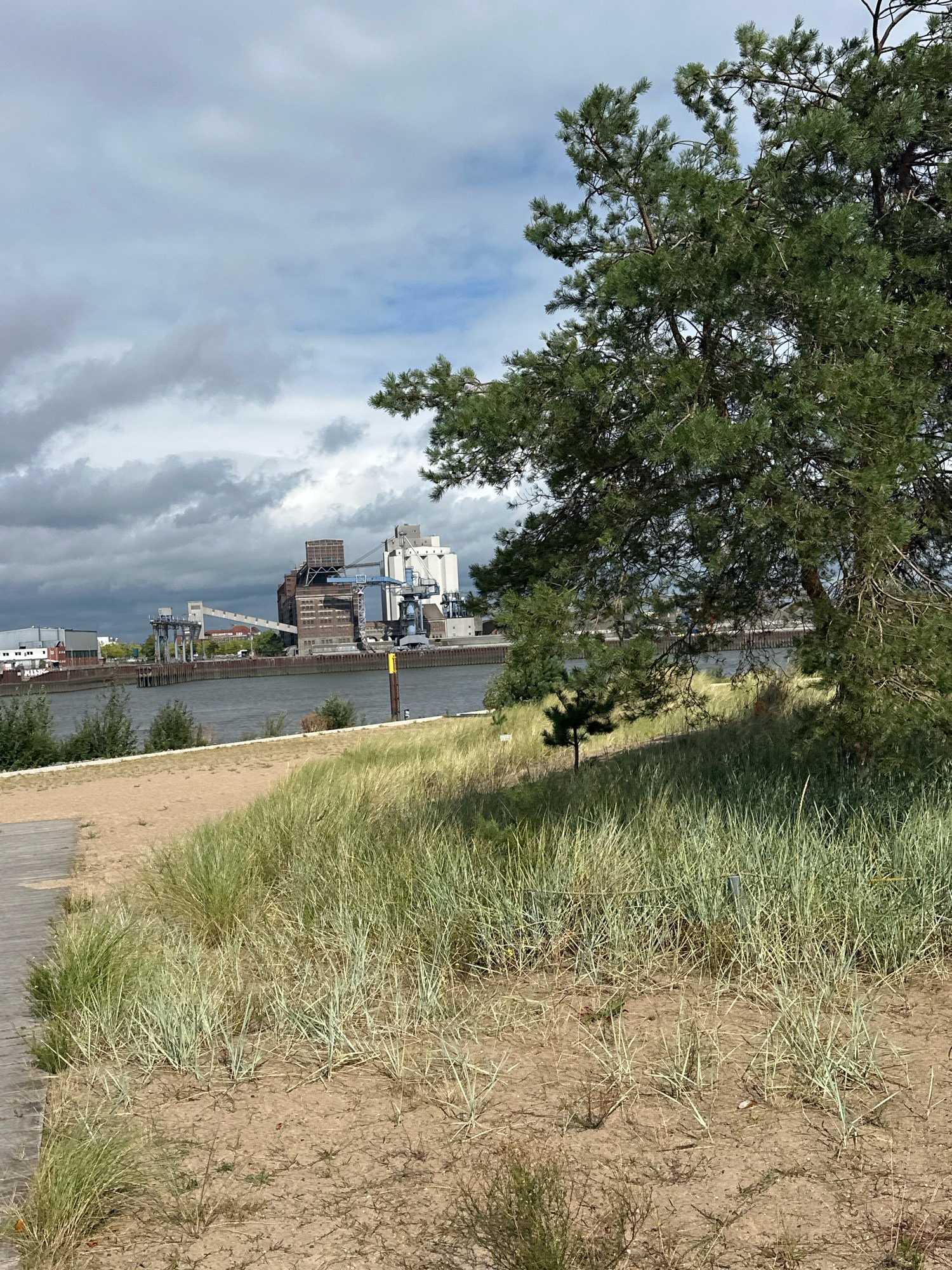 A wide shot captures a waterfront industrial area under a cloudy sky, with a large pine tree dominating the right side of the frame. In the foreground, sandy ground is covered with tall, green grass and a wooden walkway is visible on the left. Beyond the grassy area, a river separates the viewer from a complex of industrial buildings, including silos and cranes, suggesting a port or processing facility. The buildings are a mix of brick and white structures, with some appearing older and weathered, while others are modern. The water is dark and choppy, reflecting the overcast sky. In the far distance, more buildings and structures are visible along the shoreline. The overall impression is one of an active industrial zone situated near a natural landscape. This scene is consistent with the industrial harbors found along the Weser River in Bremen, Germany, an area known for its maritime trade and heavy industry.