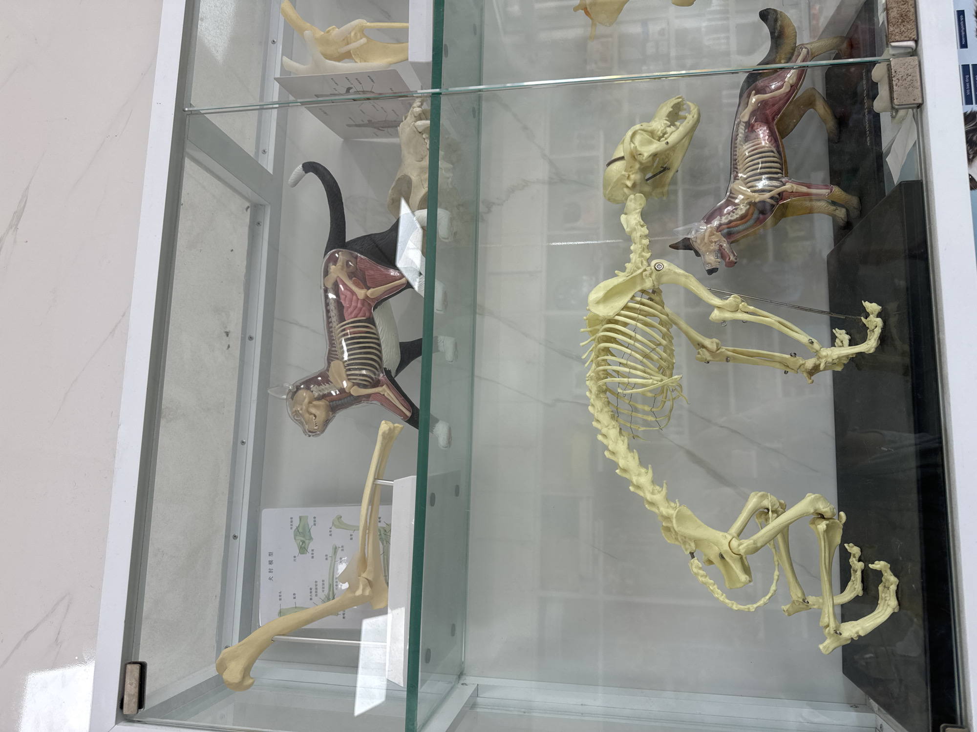 This image shows a display case with several anatomical models of animals. In the top shelf, there is a model of a cat skeleton and a partial skeleton of an animal's limb. In the bottom shelf, there is a full skeleton of a dog positioned in a crouching stance and a smaller, transparent model of a dog showing its internal organs and skeleton. There is also a separate dog skull on the bottom shelf. The display case appears to be in a room with a marbled wall. The location is identified as Phu Thuy Ward, Vietnam.