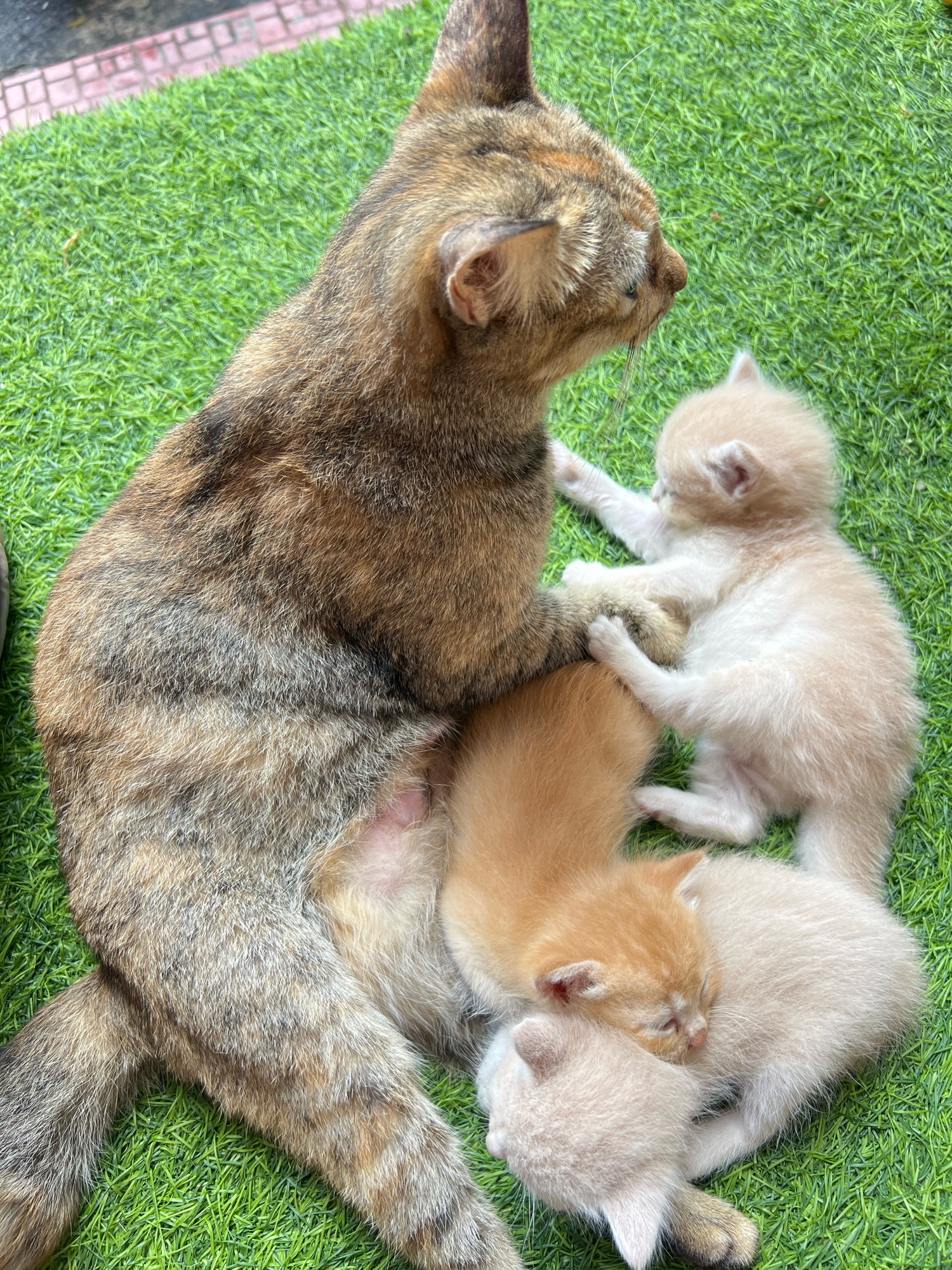 A mother cat with brown and black tabby fur is lying on artificial green grass. Three very young kittens, two of which are cream-colored and one that is orange-cream, are nestled around her. One cream kitten is awake and playfully pawing at the mother's leg, while the other two kittens are asleep, snuggled together. The image appears to have been taken outdoors, possibly in a residential area of Denpasar, Indonesia, given the mention of a location.