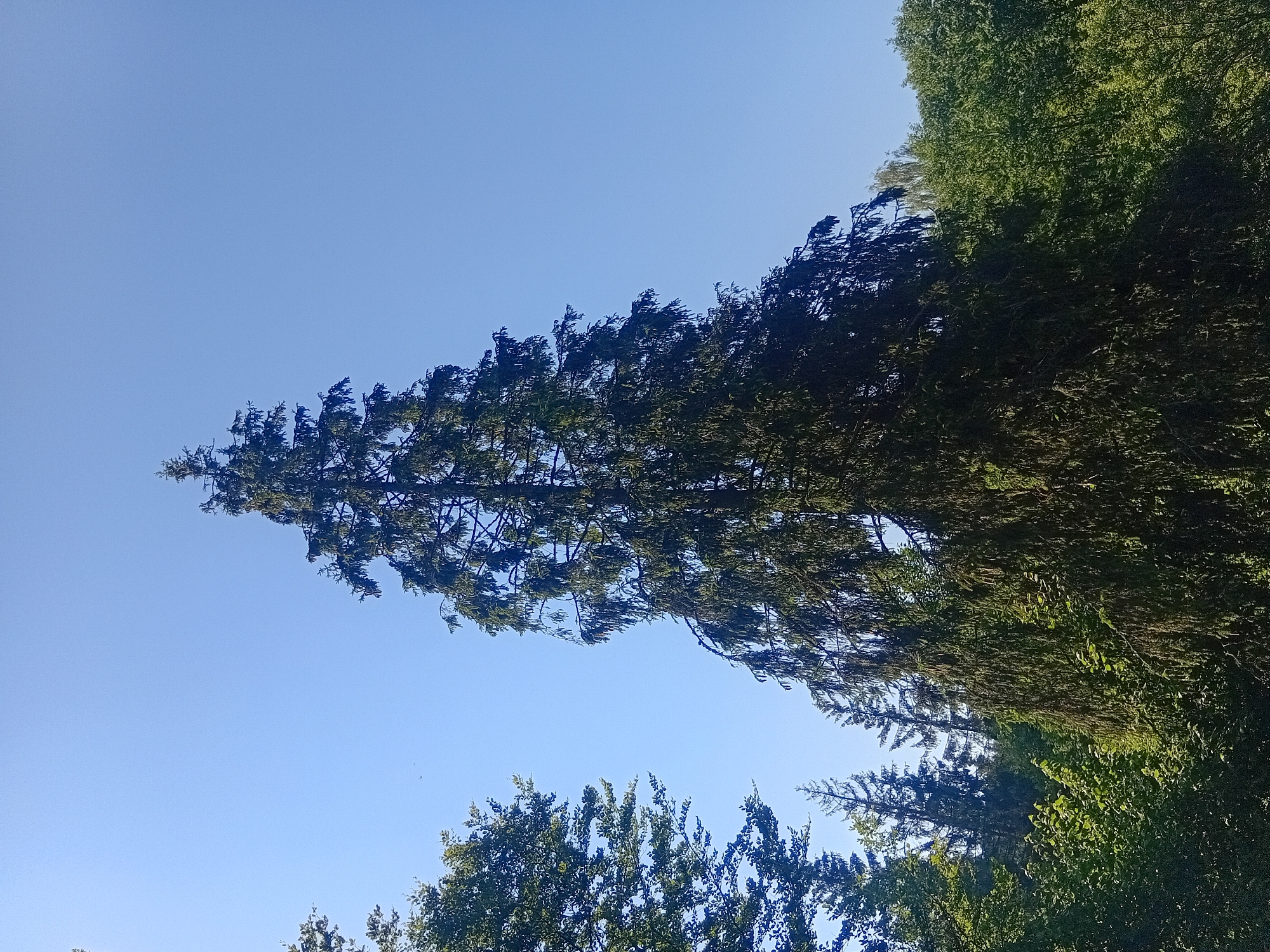 In Verkhniachka, Ukraine, a tall, dark green conifer tree dominates the center of the frame, its dense branches reaching upwards against a clear, pale blue sky. To the left, the tops of other green trees are visible, their foliage lighter and more feathery. The background is filled with a dense forest canopy under the bright sky. The image appears to be taken outdoors during daylight.
