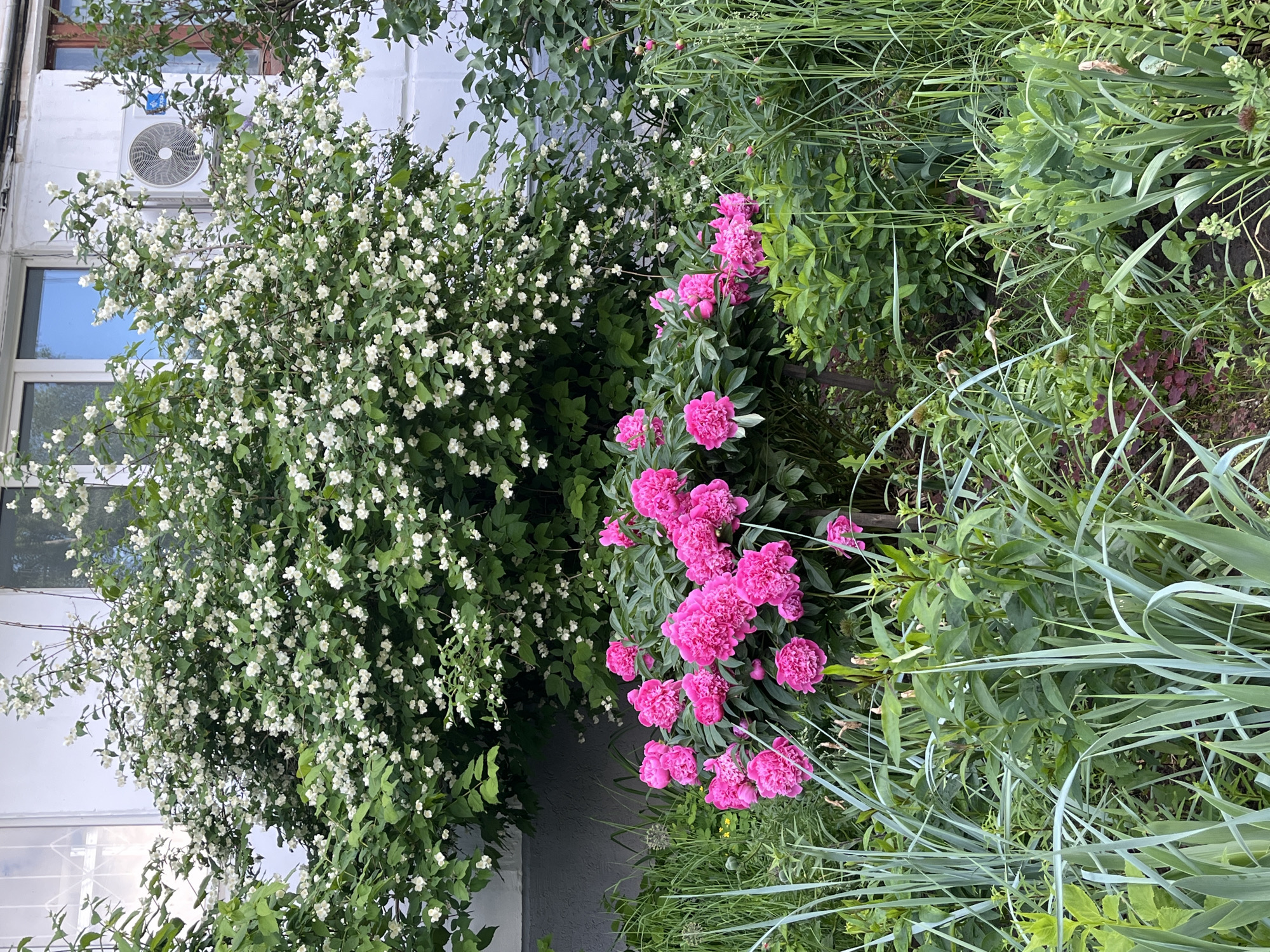 This image captures a vibrant garden scene set against a white building, likely in Chaikovsky, Russia. The view is tilted, presenting the scene vertically.
On the left, a substantial shrub adorned with numerous small, delicate white flowers, resembling mock orange or jasmine, dominates the foreground, partially obscuring the building behind it. Above and behind this flowering bush, a white building wall is visible, featuring two windows with dark frames. An outdoor air conditioning unit is mounted on the wall, positioned above the upper window and partially integrated with the surrounding foliage.
Centrally and extending towards the right, a lush cluster of bright pink peonies is in full bloom. Many large, ruffled flowers are open, while several buds are still developing, adding depth to the floral display. These peonies provide a striking pop of color against the verdant backdrop. The right side of the frame is filled with various green plants and tall, blade-like grasses, some with a silvery-green tint, indicating a diverse and thriving garden bed.
The scene is tranquil, depicting no human activity. The abundant blooms suggest it is late spring or early summer. The lighting is bright and even, characteristic of daytime under clear or lightly overcast conditions. No discernible text is visible in the image. The overall impression is one of natural beauty, with flourishing plants harmoniously coexisting with the building structure.
