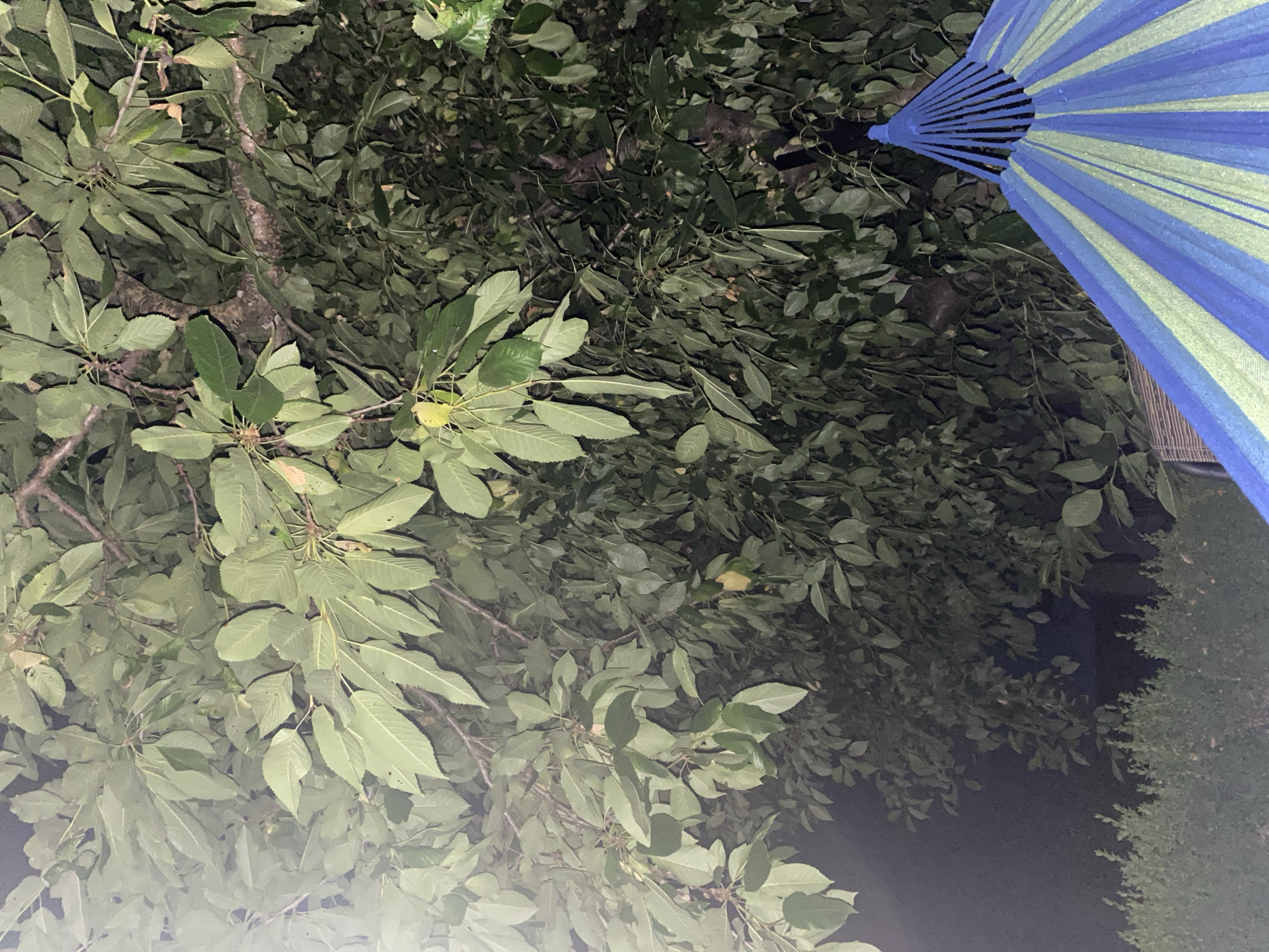 In Zastavna, Ukraine, the image captures a nighttime scene focusing on the foliage of a large tree. The tree's branches and numerous green leaves dominate the frame, with some leaves appearing lighter or yellowed. A bright light source, likely artificial, casts a glare on the left side of the image, illuminating some of the leaves. In the lower right corner, a portion of a hammock is visible, featuring alternating blue and light green stripes. A dark, blurred area below the tree suggests dense shrubbery or a dark outdoor space. The background is primarily dark, indicating nighttime, with a hint of a dark structure or fence behind the shrubs.