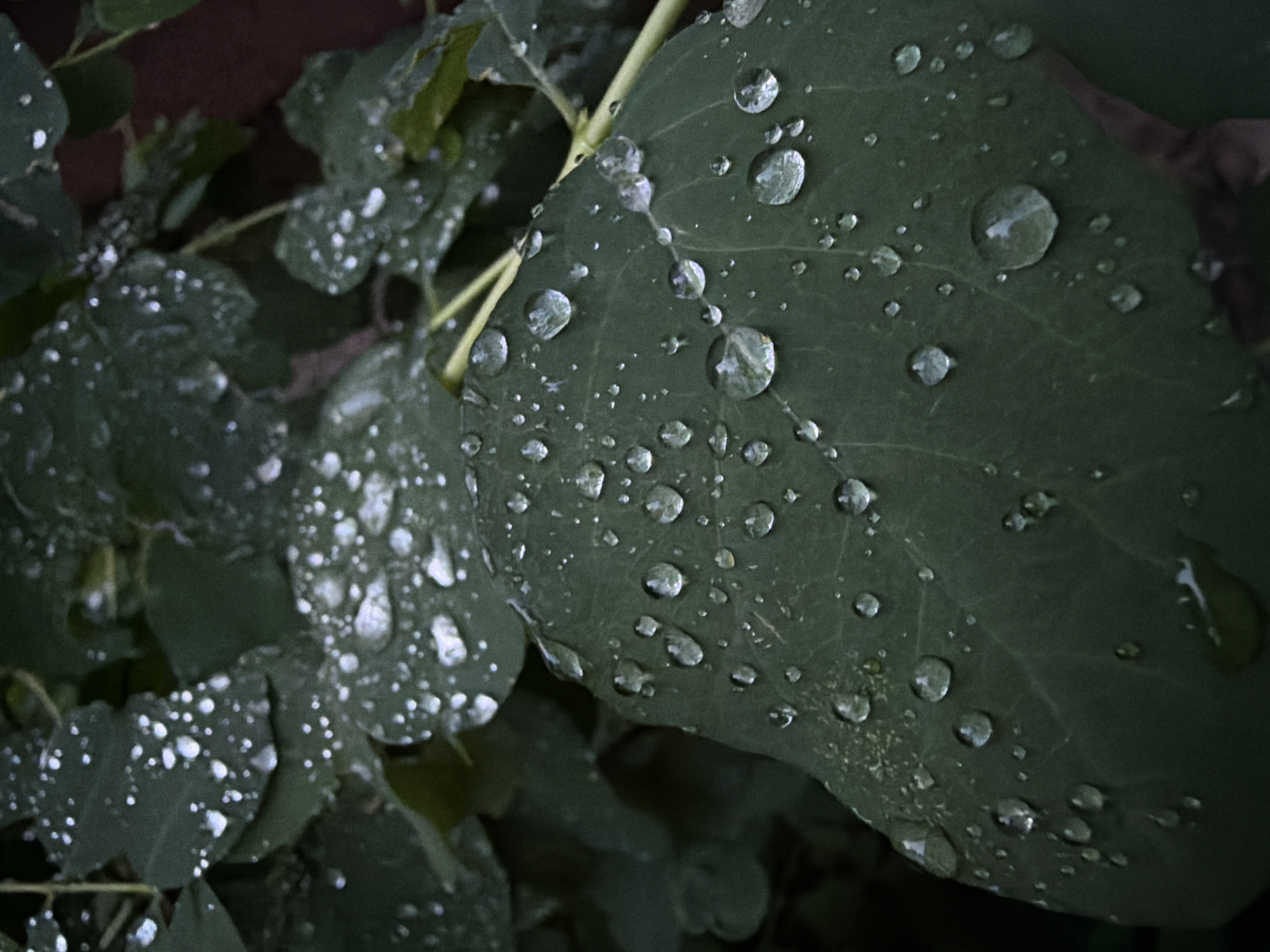 This is a close-up, high-angle shot of dark green leaves covered in numerous small and large water droplets. The leaves appear wet and slightly glossy, reflecting the light. Some droplets are perfectly round, while others are elongated or irregular in shape. The background consists of more blurred green leaves and a dark, reddish-brown surface, possibly a wall or fence. The scene is likely outdoors, given the presence of natural foliage and water droplets, suggesting a recent rain shower. The image's lighting is subdued, creating a moody and natural atmosphere. There are no people or animals visible in the frame. The exact location within Timonovo, Russia, cannot be determined from the image alone.