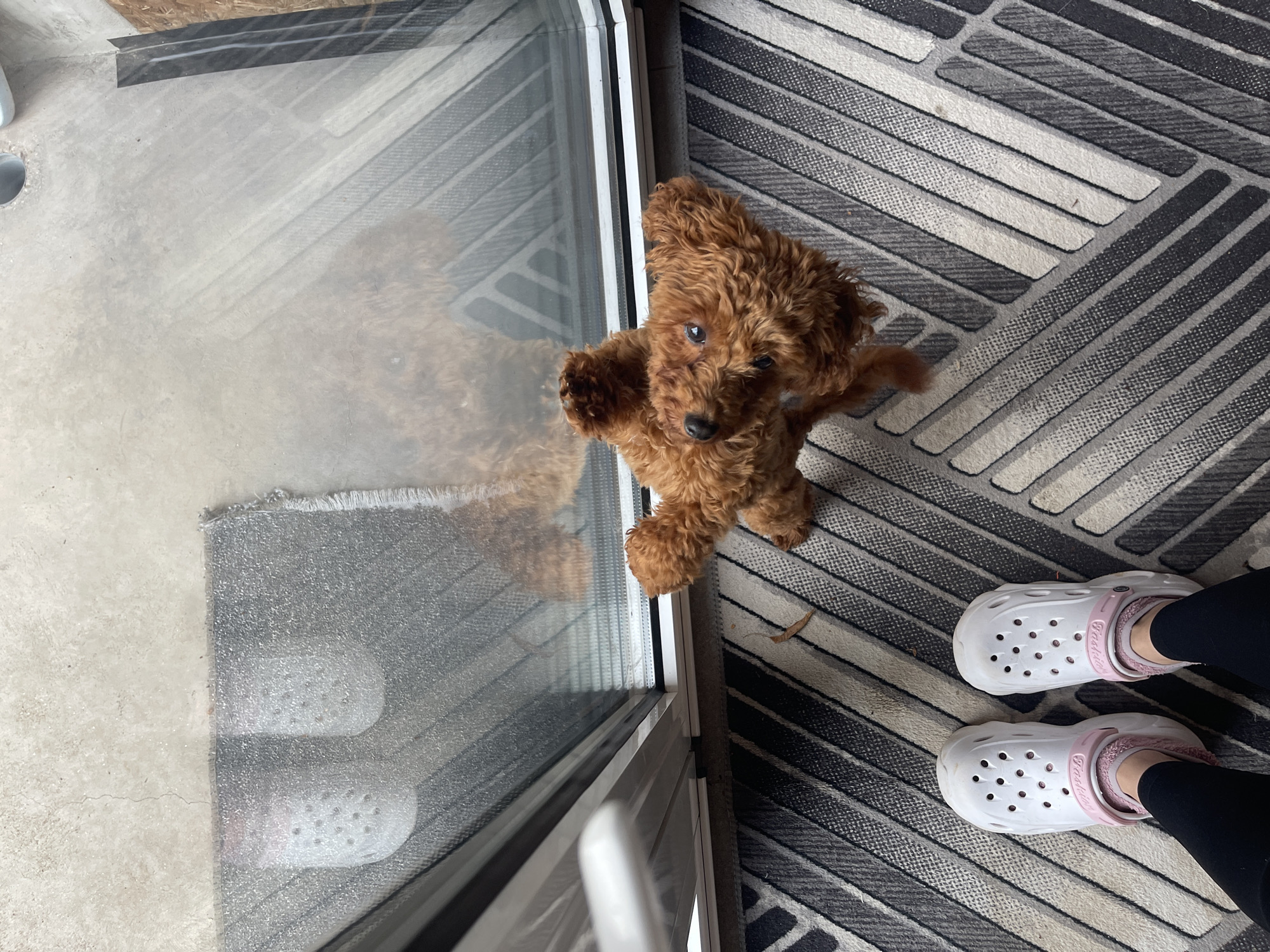 The image, taken in Sofia, Bulgaria, presents an overhead view of a charming domestic scene centered around a small, fluffy, brown dog. The dog, likely a poodle or doodle puppy, is captured standing on its hind legs with its front paws pressed against a glass door, gazing directly at the viewer with an alert and curious expression.
To the right of the dog, a person's feet are visible, wearing white Crocs with a pink fuzzy lining and a strap that reads "Fashion." The feet rest on a grey, white, and black striped geometric patterned rug. The rug extends towards the bottom and right of the frame, meeting a light grey concrete floor on the left side of the image and also visible through the clear glass door. Reflections of both the dog and the person's feet are discernible on the glass surface. A small, dark, dried leaf or piece of debris can be seen on the patterned rug near the dog. The natural lighting suggests it is daytime, illuminating this intimate moment between pet and owner in what appears to be an indoor space transitioning to an outdoor area like a patio or balcony.