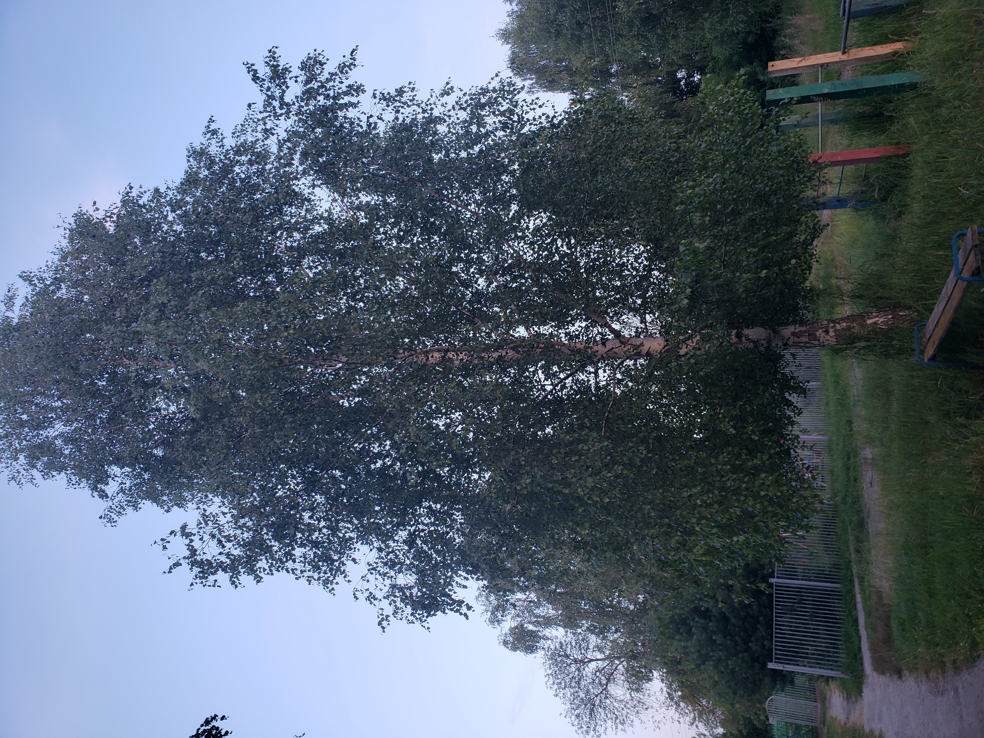 This is a full-shot, eye-level, vertical photograph of a tall birch tree with lush green foliage dominating the center of the frame. The tree has a light-colored, textured trunk. To the left of the birch tree, a gravel path curves away from the viewer, bordered by a vertical metal fence. In the background, other trees and foliage are visible, with a pale blue sky overhead, suggesting it is either early morning or late evening. In the lower right quadrant, partially obscured by grass, are elements of an outdoor fitness area, including colorful wooden posts and metal bars. A wooden bench with blue metal legs is in the foreground, positioned to the left of the fitness equipment. The overall impression is a natural, somewhat unkempt urban park or recreational area. The image does not contain any people.