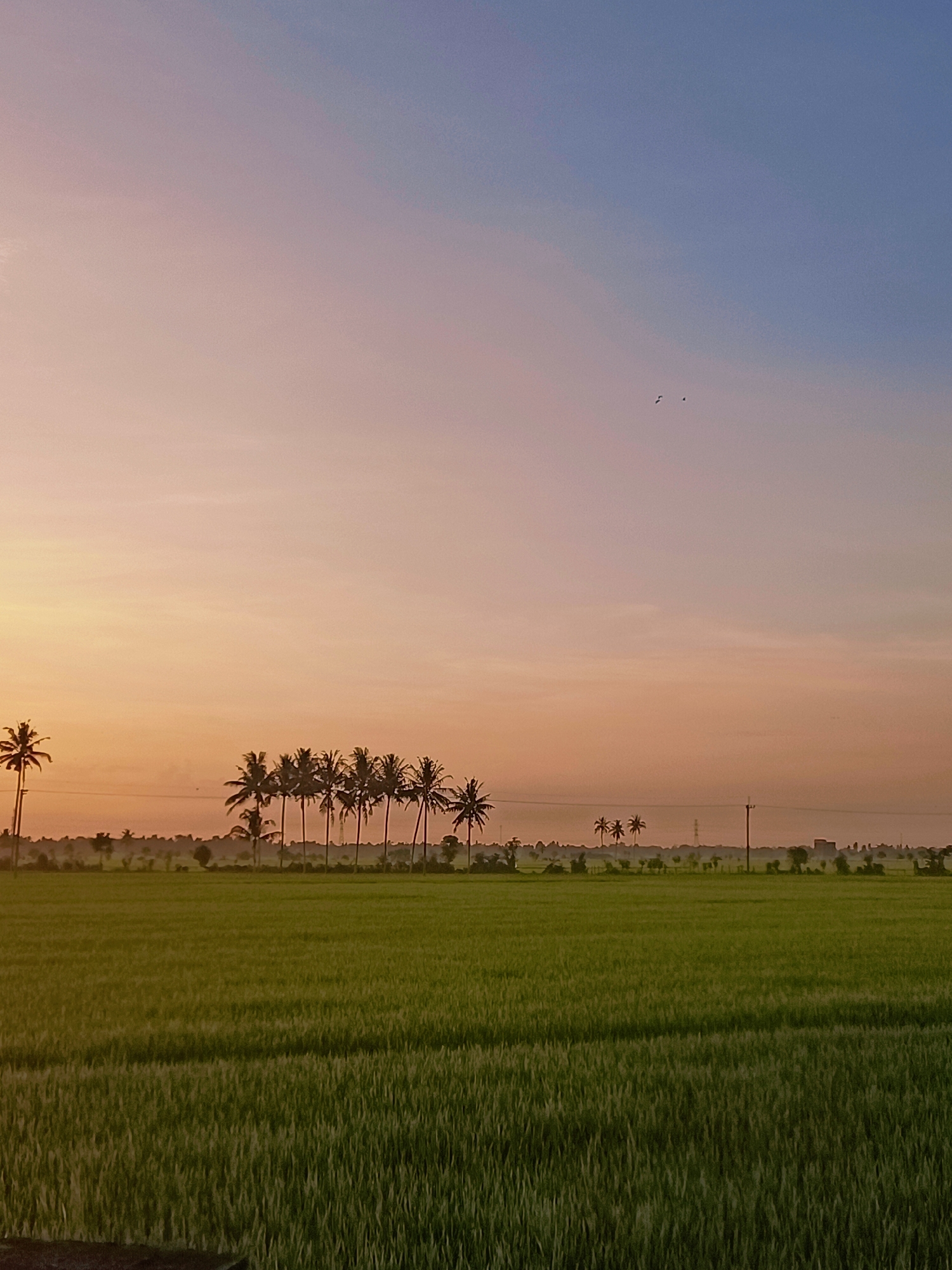 This is a vertical, medium-shot photograph of a tranquil rural landscape at dawn in Kruet Teumpeun, Indonesia. The sky transitions from a soft pinkish-orange near the horizon to a pale blue at the top, with a few distant birds visible. A line of silhouetted palm trees stretches across the middle ground, with one solitary palm tree standing to the far left. Beyond the palms, a hazy line of trees and structures suggests a distant village or town. The foreground is dominated by a vibrant green, expansive rice paddy, its textured stalks creating a sense of depth. The overall atmosphere is serene and peaceful, capturing the quiet beauty of an Indonesian countryside morning.