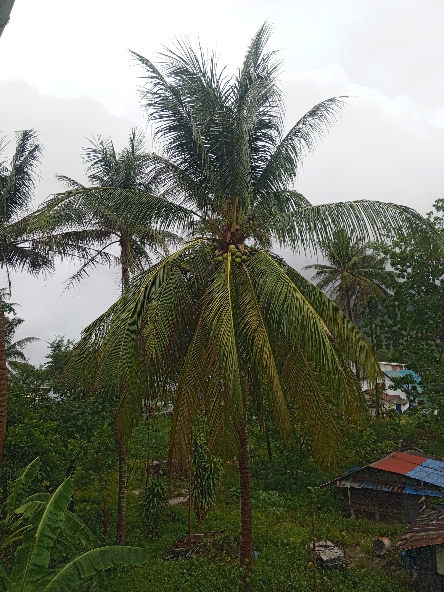 The image presents a lush, tropical scene with a cluster of coconut palm trees as the central focus. The trees are laden with green coconuts and exhibit a variety of foliage patterns, with fronds arching downwards. In the background, there's an array of verdant vegetation, suggesting a dense, possibly overgrown area. The sky is overcast, lending the scene a somewhat muted, rainy or pre-rain ambiance.
The presence of structures, including a small, rustic hut with a weathered red and blue roof, nestled amidst the greenery, hints at human habitation. In the midground, hints of building structures are seen with the backdrop of lush greenery and a cloudy sky. Banana trees are also visible in the foreground. The location is the city of Baan Chaloklum, Thailand. There are no visible people.