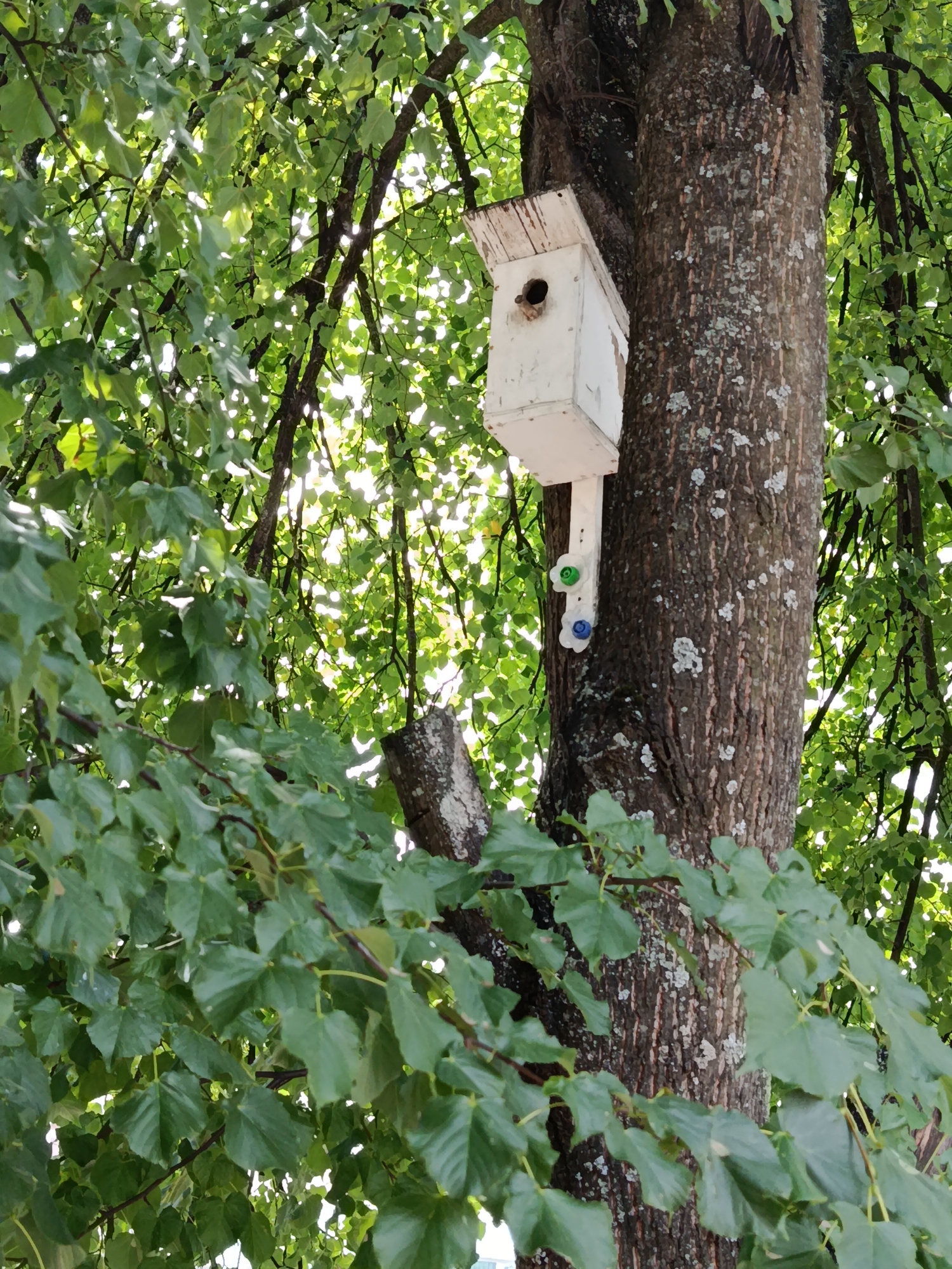 A white, wooden birdhouse is affixed to a large tree trunk in Svietlahorsk, Belarus. The birdhouse has a small circular opening on its front. Below the birdhouse, attached to its vertical support, are three colorful bottle caps, two of which are visible and appear to be blue and green. The tree is surrounded by lush green foliage, with sunlight filtering through the leaves. The bark of the tree is rough and textured, with patches of lichen. The background is a blur of green leaves and bright sky, suggesting an outdoor, natural setting within the city. There are no people or animals visible in the image.