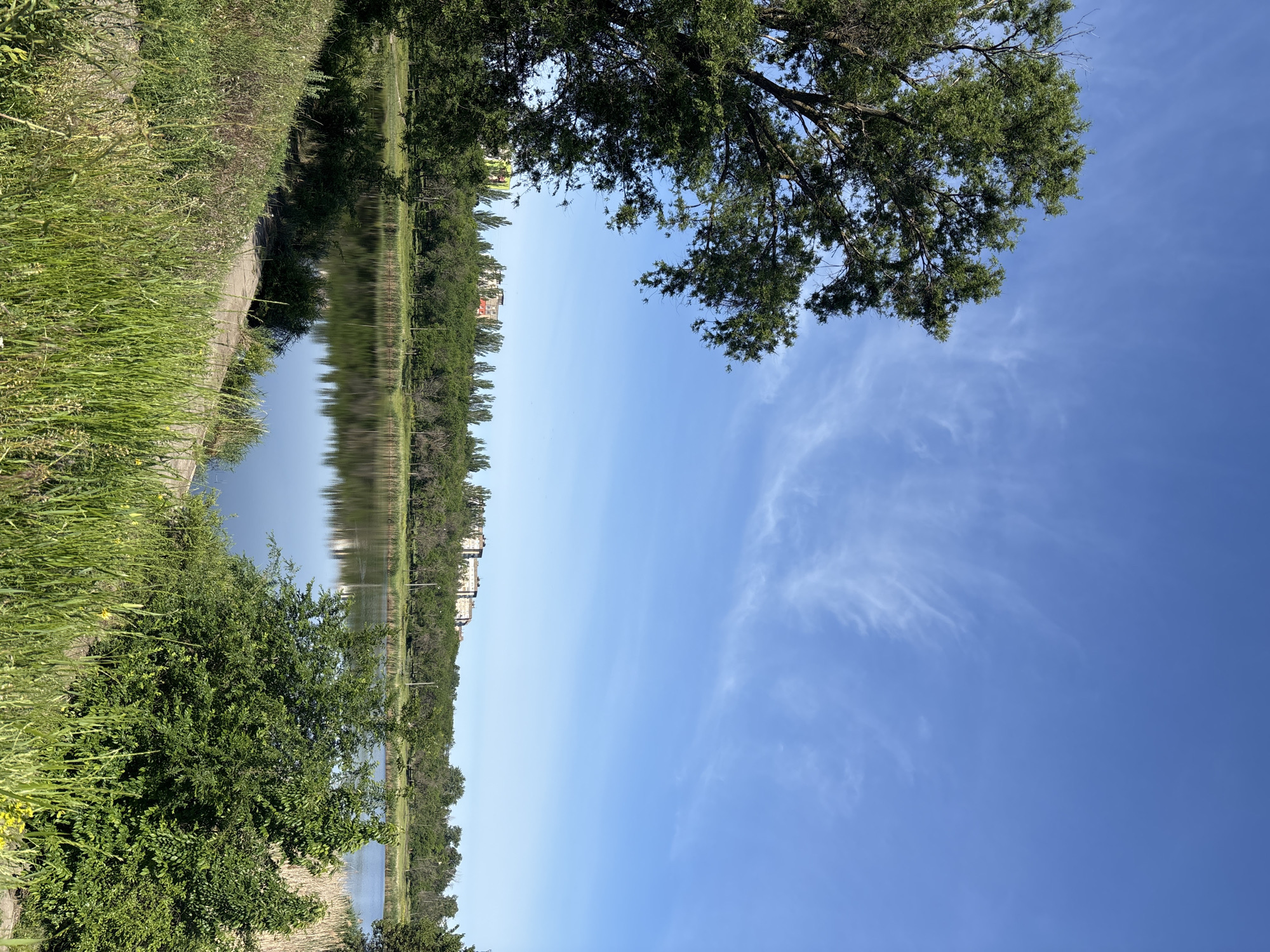 The image displays a serene outdoor landscape, correctly oriented to show a calm body of water bordered by lush greenery under a clear blue sky.
In the foreground, dense, vibrant green grass and some taller wild plants line the bank on the left side, appearing slightly overgrown. Closer to the water's edge, a large, leafy green bush partially obscures the bank.
A tranquil body of water, likely a lake or wide river, occupies the central portion of the image. Its surface is smooth and reflective, mirroring the blue sky and the line of trees on the opposite bank with remarkable clarity, creating an almost symmetrical effect with subtle ripples.
On the far bank, a continuous line of tall, dark green trees forms a natural barrier, their reflections prominent in the water. Beyond this treeline, several multi-story buildings with light-colored facades and reddish roofs are visible in the distance, suggesting an urban or suburban area adjacent to this natural space.
The upper right section of the image is dominated by a bright, clear blue sky. Scattered across the sky are a few delicate, wispy white cirrus clouds, indicative of fair weather. A large, leafy branch from a tree extends into the frame from the top right corner, partially obscuring the sky and adding depth to the composition.
No specific activity or event is taking place; the scene is static and peaceful. The bright sunlight and clear sky indicate it is daytime, likely midday, with excellent weather. The setting appears to be a natural park or a greenbelt area bordering a residential or urban environment. The overall atmosphere is one of tranquility and natural beauty. There is no visible text in the image.