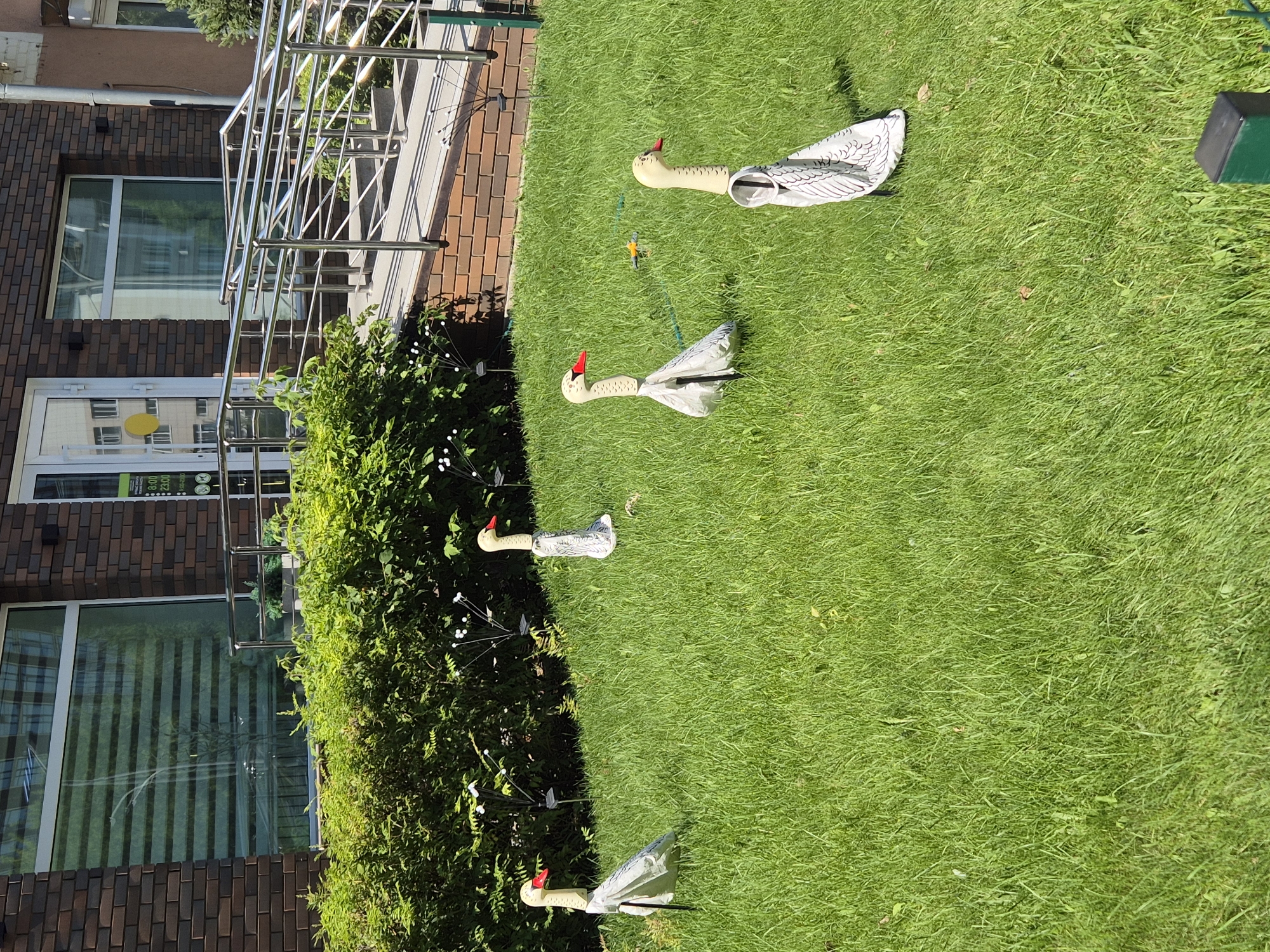 The image depicts a lawn with four decorative swan figures. The swans are white with red beaks and have patterned bodies. They are standing on a well-maintained green lawn in front of a building. Behind the lawn is a hedge and a modern building constructed with dark brick and glass windows. A ramp with a metal railing leads up to the building entrance. The scene is well-lit, indicating it is daytime. The image is taken from a medium distance, capturing the swans and their surroundings. The overall setting appears to be an urban environment in Kokshetau, Kazakhstan, likely a public space or commercial area.