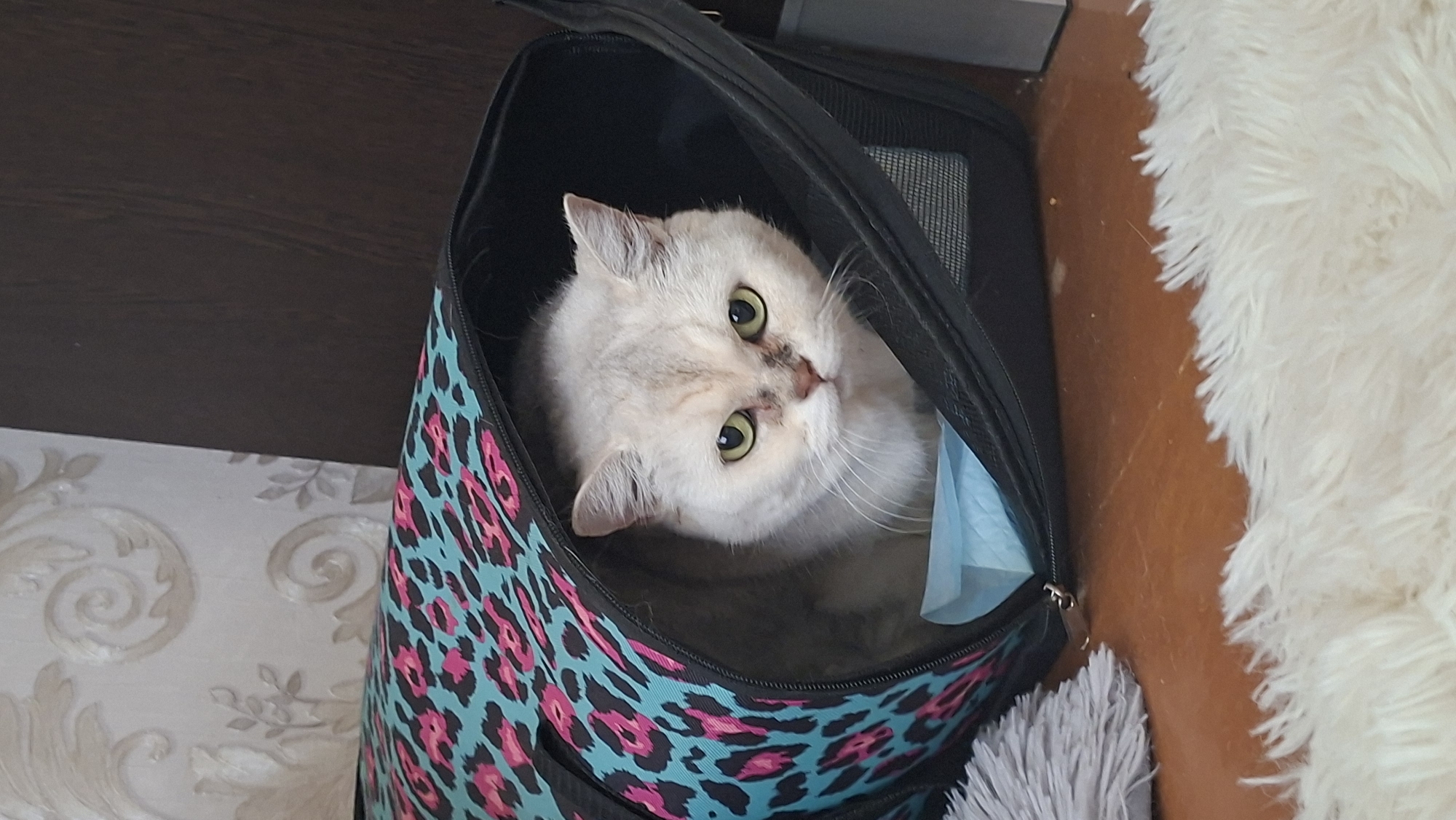 A light-colored cat with green eyes peers out from a leopard-print pet carrier. The carrier, adorned with pink and turquoise spots, is resting on a wooden surface, partially covered by a fluffy white rug. Behind the carrier, a wall with patterned wallpaper is visible. The scene appears to be indoors, likely in a home in Myadzyel, Belarus. There are no people or explicit actions captured in the image. The focus is on the cat and its immediate surroundings.