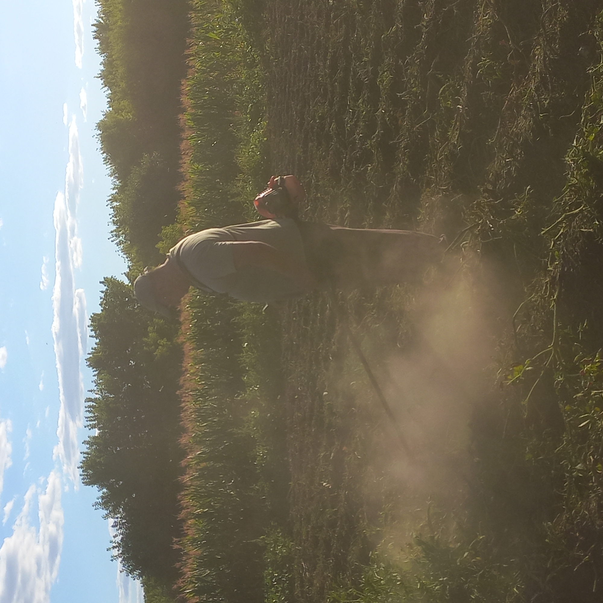 In Klyntsi, Ukraine, a person is operating a string trimmer in a field. The person, wearing a cap and a light-colored shirt, is seen from the side, tending to the ground. Dust is being kicked up by the trimmer, creating a hazy effect around the lower body of the person and the immediate area of work. In the background, a dense line of green trees and a cornfield are visible under a bright sky with scattered clouds. The sunlight casts a warm glow, suggesting it is either morning or late afternoon.