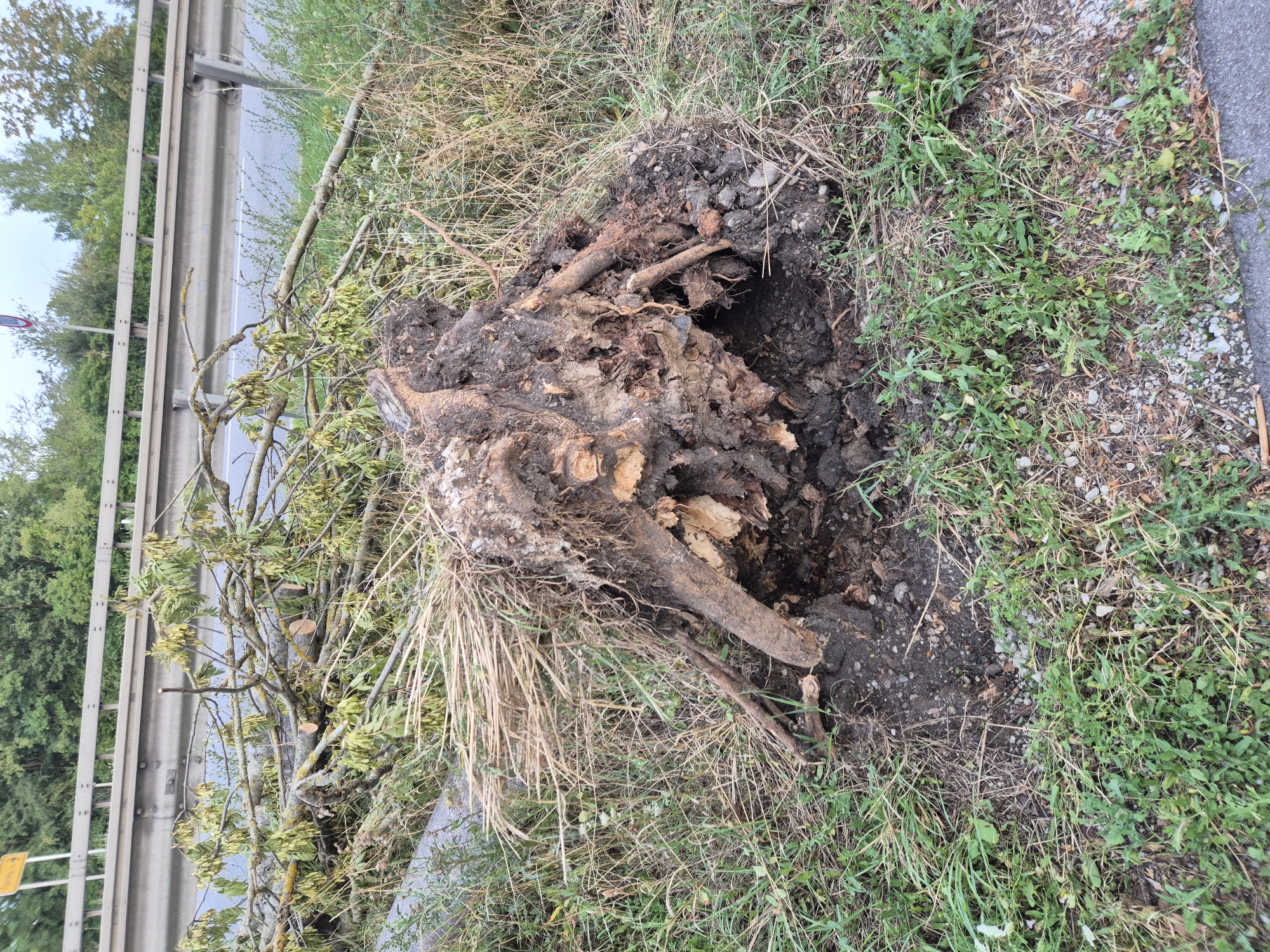 The image shows a large tree stump and scattered branches lying on the side of a road in Ergolding, Germany. The stump is uprooted, revealing a complex network of roots and soil. The fallen branches are interspersed with dry grass and green vegetation. In the background, a metal guardrail separates the road from a grassy embankment and a treeline. A yellow directional sign is visible on the embankment. The scene appears to be an outdoor environment, likely a roadside verge, with evidence of recent tree removal or storm damage. There are no people or animals visible in the image.