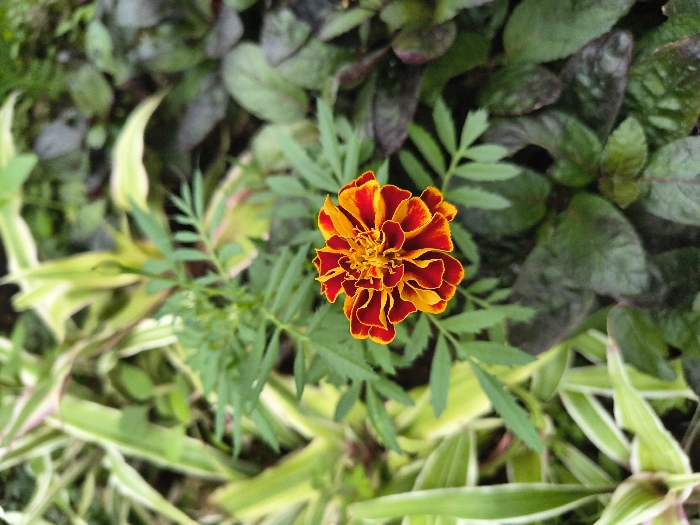 A vibrant marigold flower, exhibiting rich red and gold hues, commands attention in the center of the frame. Its delicate petals create a striking contrast against the surrounding foliage. The backdrop includes a mix of light green striped leaves and darker green leaves, creating a textural and visually diverse environment. The varied textures and color gradients contribute to the overall beauty and depth of the composition.