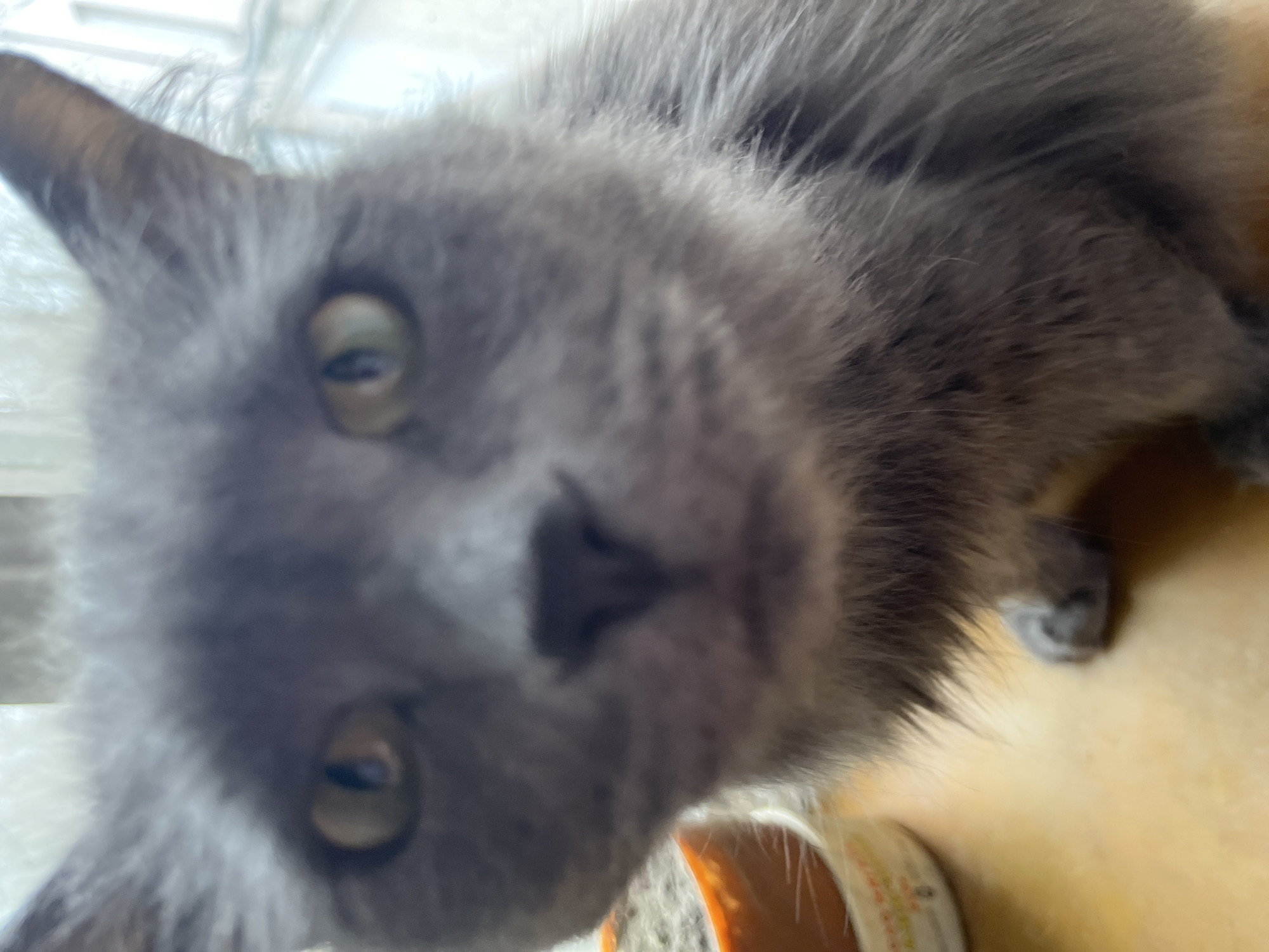 A close-up, slightly blurred image shows a gray cat facing the camera. The cat has a large nose, visible eyes, and fluffy fur. The background is indistinct but appears to be indoors. There's no indication of the location being Perm, Russia, or any other city. No people are visible.