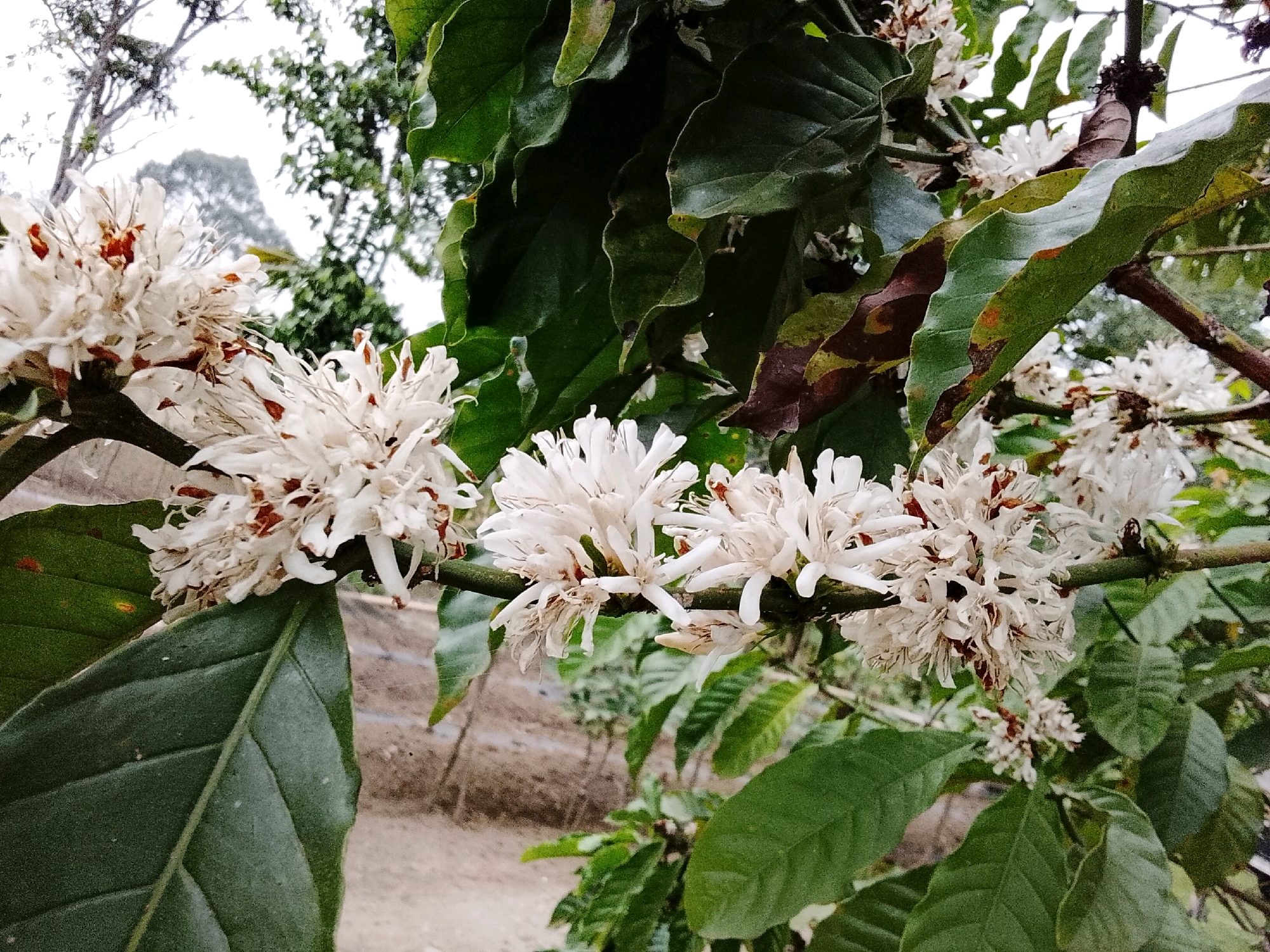 In the city of Padang Dalom, Indonesia, coffee flowers bloom on a coffee plant. The image focuses on several clusters of white, delicate coffee blossoms, some of which show browning at the edges, suggesting they are beginning to fade. These flowers are attached to a woody stem, surrounded by lush, dark green coffee leaves. Some leaves exhibit brown, dry patches, possibly indicating age or environmental stress. In the background, out of focus, are glimpses of other trees and vegetation, as well as a hint of a dry, earthy ground. The scene is shot outdoors, under what appears to be overcast or diffused light, giving the image a soft quality.
